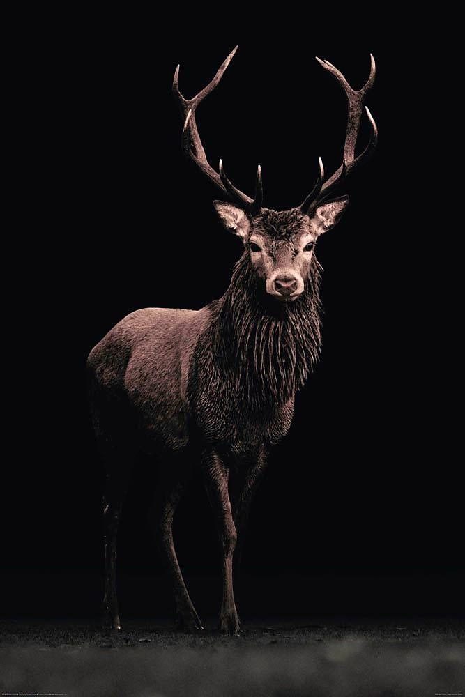 Home affaire Deco-Panel Hirsch, 60/90 cm günstig online kaufen