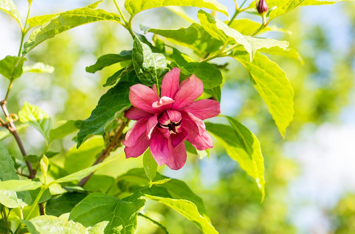 Garten von Ehren Zierstrauch Calycanthus floridus Containerware 40-60 cm hoch