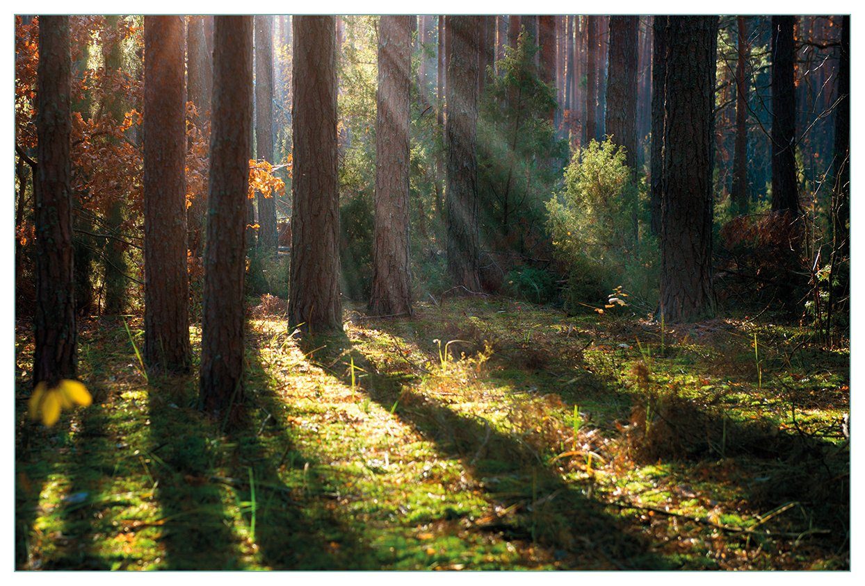 Wallario Küchenrückwand Sonnenstrahlen im Herbstwald, (1-tlg)
