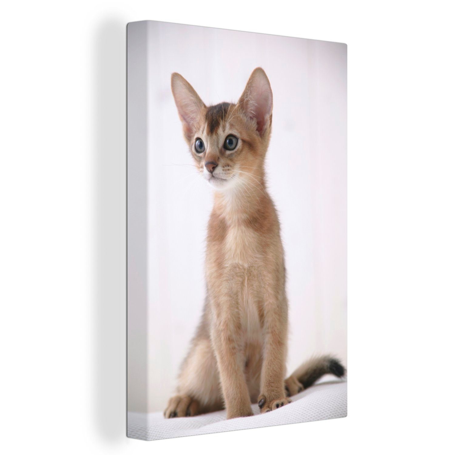 OneMillionCanvasses® Leinwandbild Abessinier-Kätzchen auf weißem (1 Zackenaufhänger, bespannt Gemälde, Leinwandbild 20x30 Hintergrund, St), inkl. fertig cm