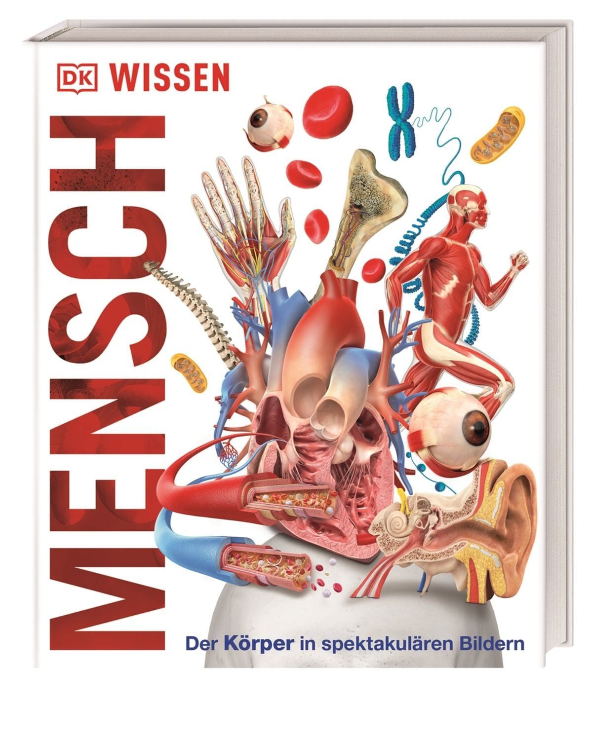 DK Wissen. Mensch Der Körper in spektakulären Bildern. Für Kinder ab 8 / diverse