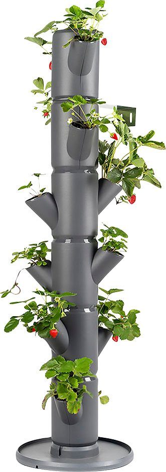 Gusta Garden Pflanzkübel SISSI STRAWBERRY Erdbeerbaum, 6 Etagen inkl. Untersetzer, Erdbeeren anbauen leicht gemacht anthrazit | Pflanzkübel