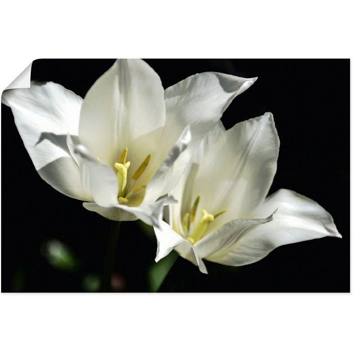 Artland Wandbild Tulpen - weiß auf schwarz Blumenbilder (1 St) als Alubild Leinwandbild Wandaufkleber oder Poster in versch. Größen
