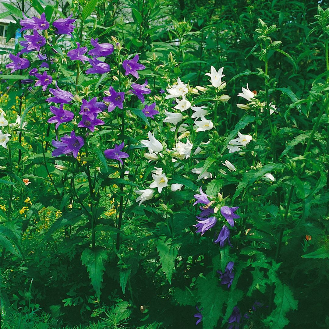Pflanzen für Dich Staude Campanula trach. f.alba, 1 St., Nesselblättrige Glockenblume, Weiße Nesselblättrige Glockenblume