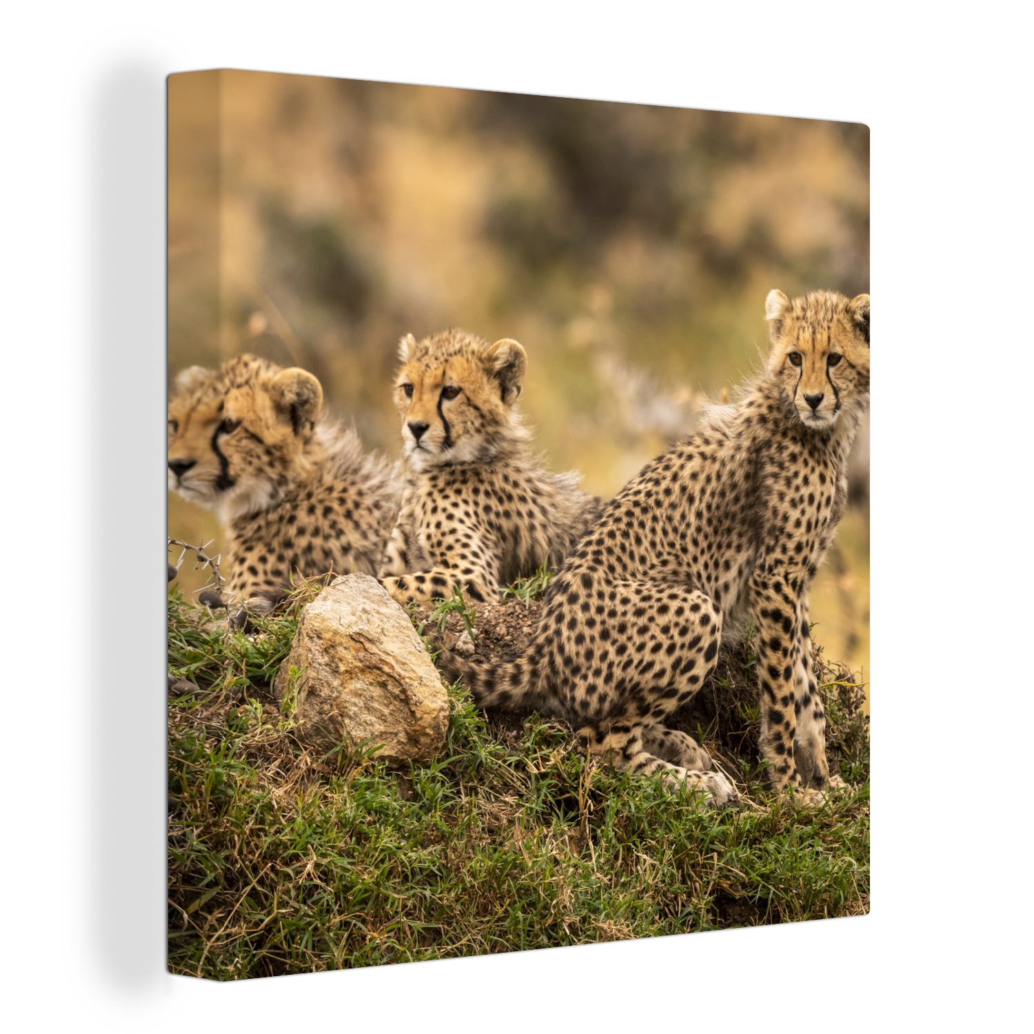 OneMillionCanvasses® Leinwandbild Leopard - Wohnzimmer für Tier, Bilder - Leinwand Wald Schlafzimmer St), (1