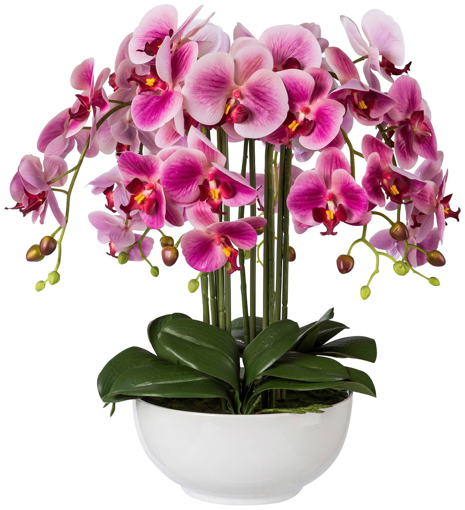 Kunstpflanze »Orchidee Phalaenopsis«, in Keramikschale, H: 54 cm online