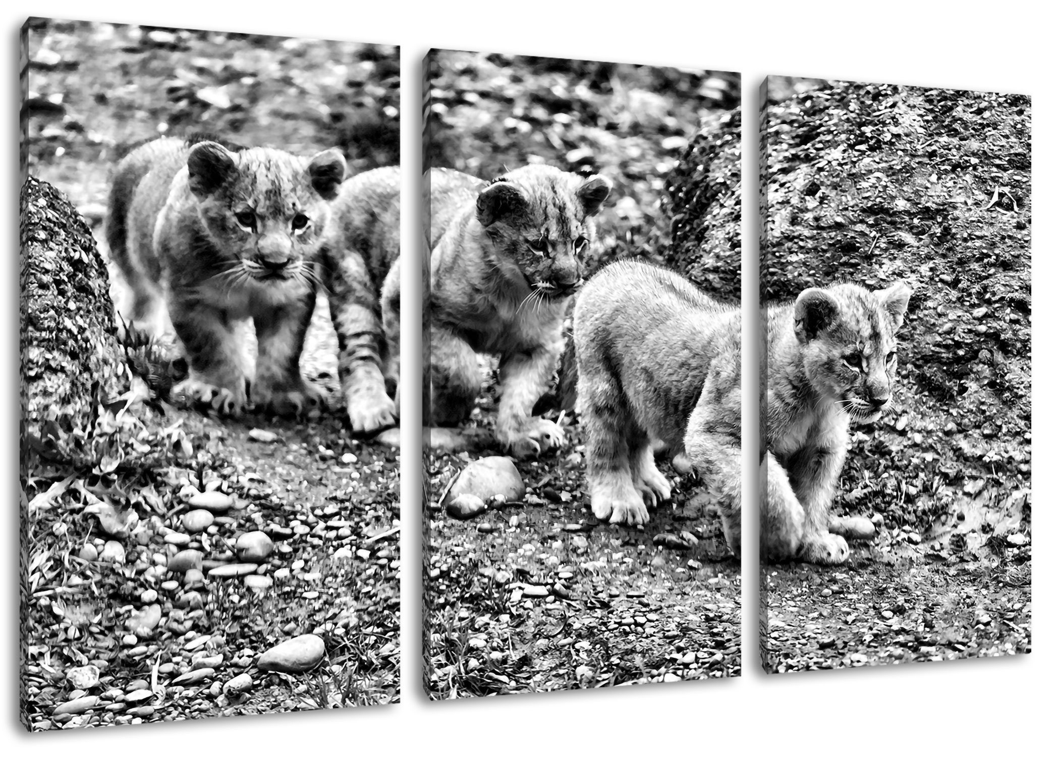 niedliche (120x80cm) fertig Zackenaufhänger inkl. Löwenjungtiere Pixxprint bespannt, 3Teiler Leinwandbild (1 St), niedliche Löwenjungtiere, Leinwandbild