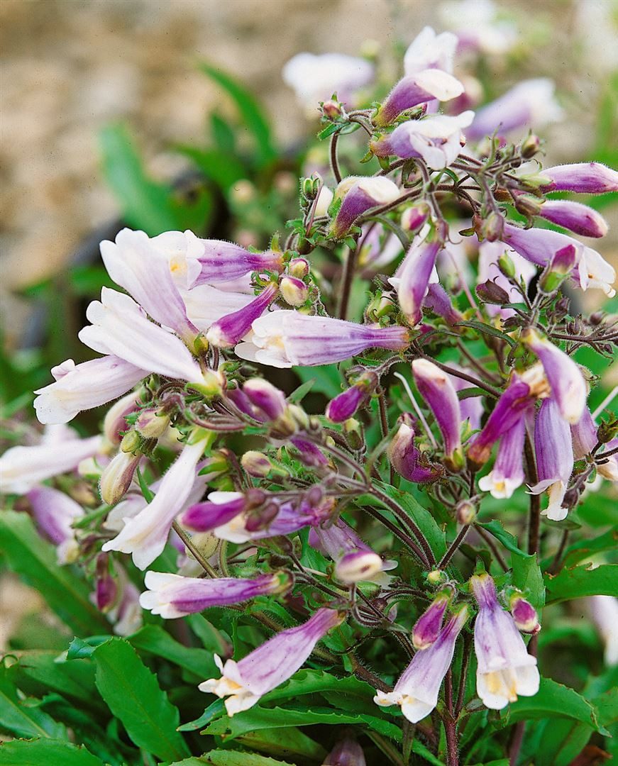 Pflanzen für Dich Staude Penstemon hirsutus Pygmaeus, 1 St., Bartfaden