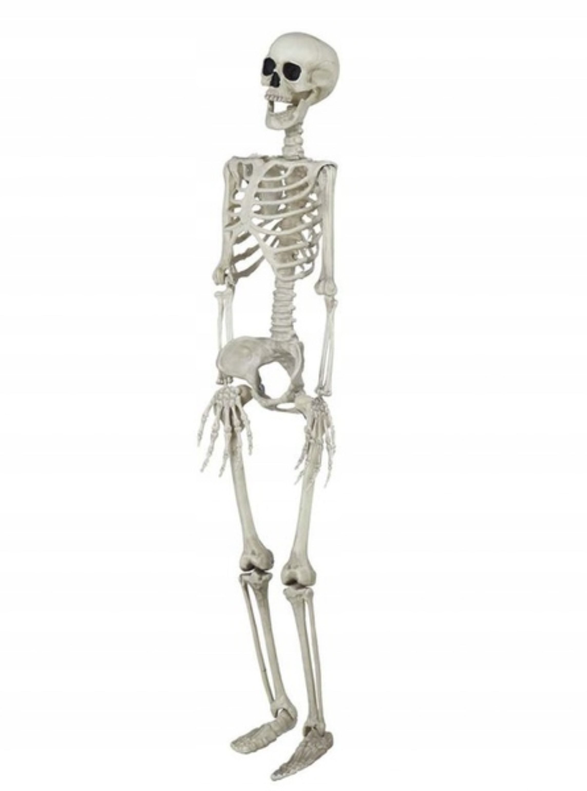 Festivalartikel Fensterdekoration Halloween Deko Skelett 90cm, Hängend, beweglich, gruselig