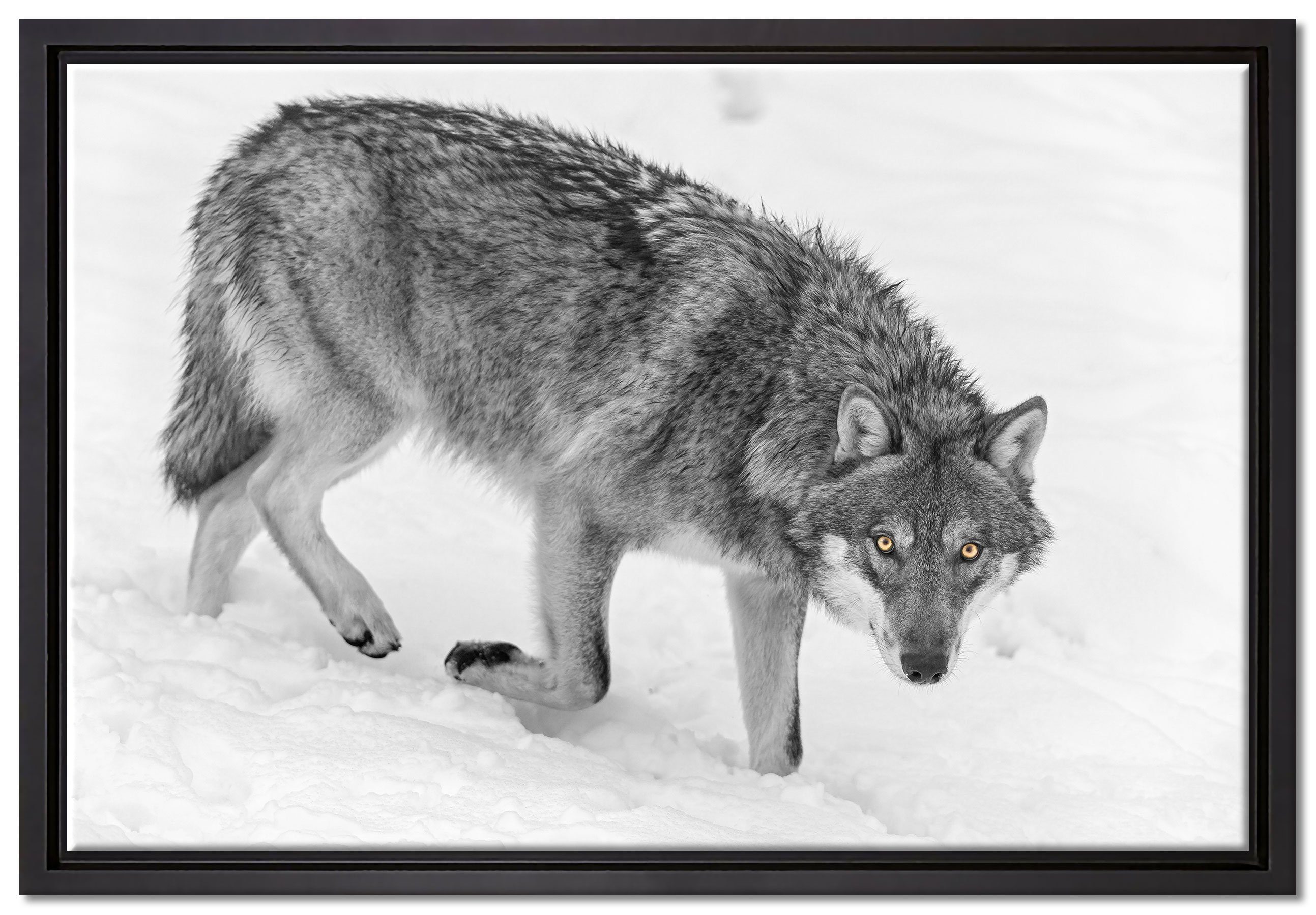 Pixxprint Leinwandbild seltener Wolf im Schnee, Wanddekoration (1 St), Leinwandbild fertig bespannt, in einem Schattenfugen-Bilderrahmen gefasst, inkl. Zackenaufhänger