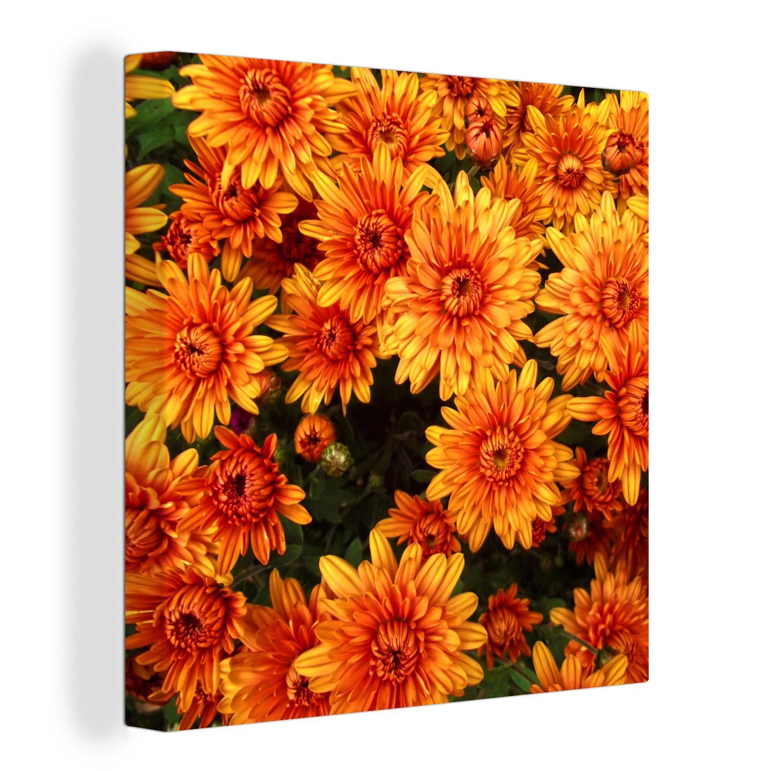 Orange Chrysantheme, - Leinwandbild Bilder OneMillionCanvasses® Leinwand (1 für - Wohnzimmer Blumen Schlafzimmer St),