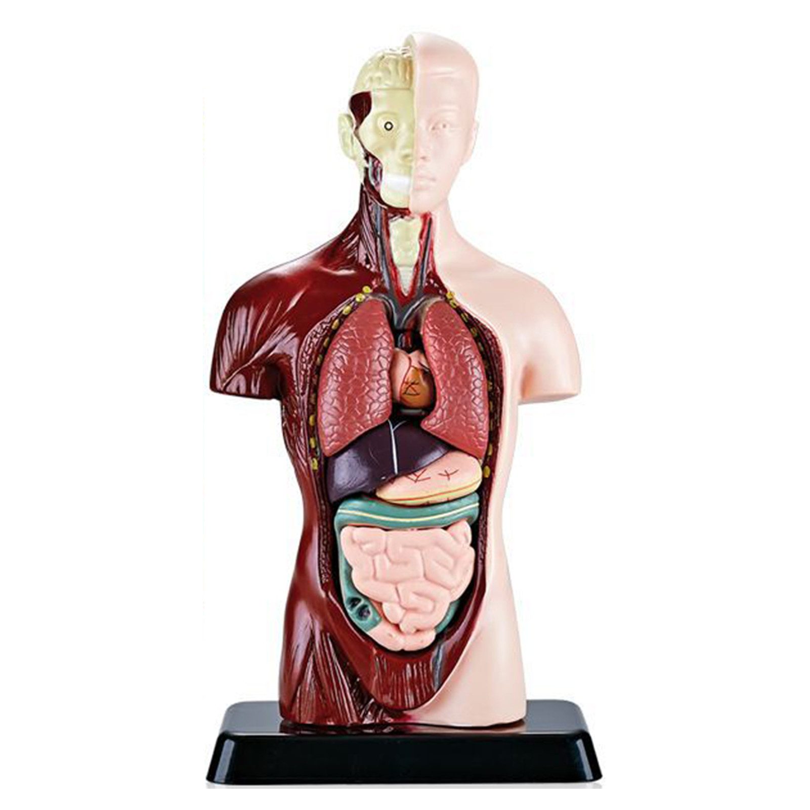 Jumpeak Modellbausatz Anatomie Modell Torso, menschlicher Körper aus PVC, Lehrmodell, mit entnehmbaren Organen für Schule,Anatomie-Trainingl,Lehrmodel