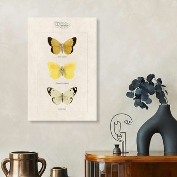 Posterlounge Acrylglasbild Alexis Nicolas Noel, Hochmoorgelbling, Colias hyale, Illustration