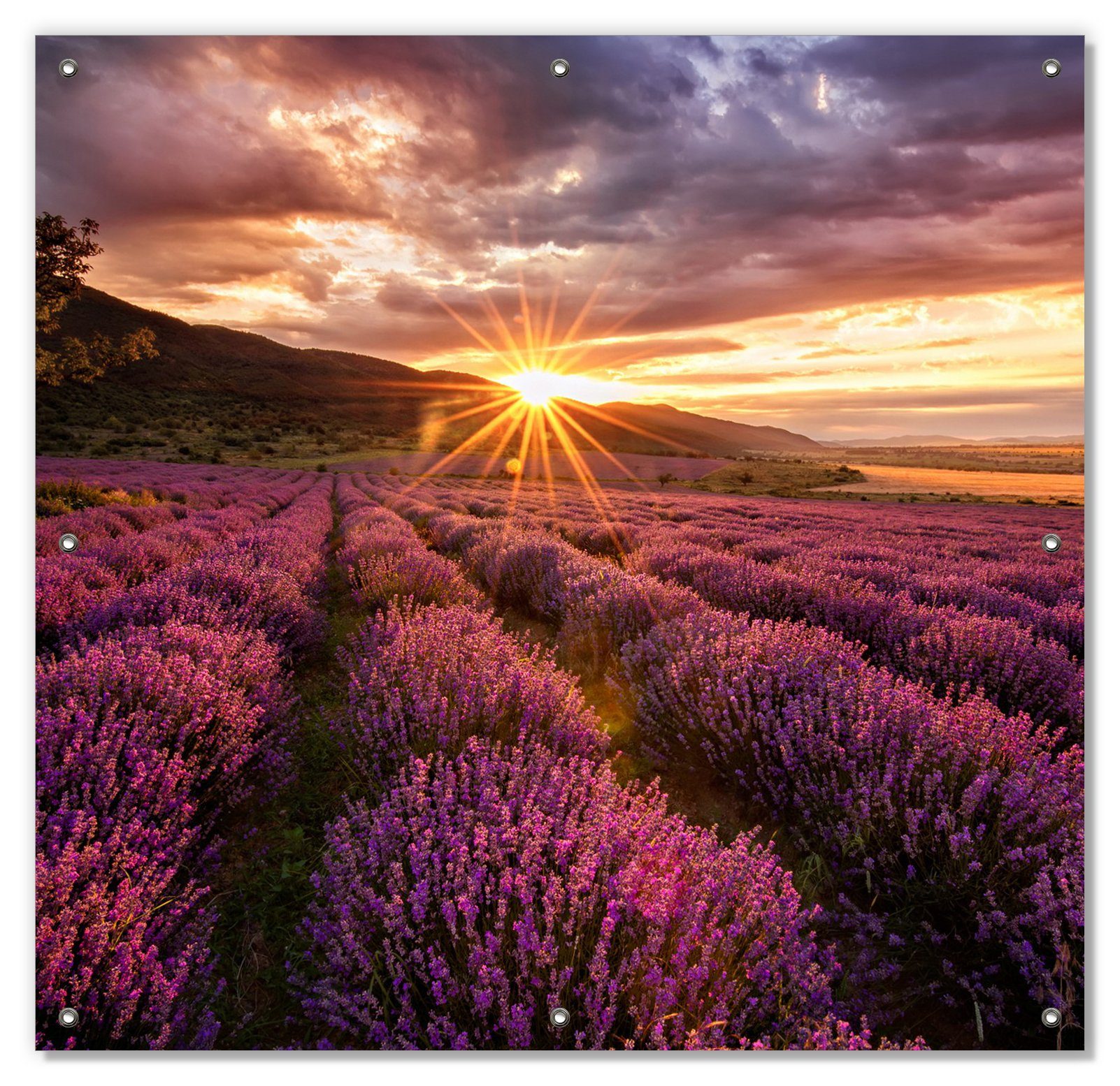 wiederablösbar bei Sonnenuntergang - wiederverwendbar Sonnenschutz Lavendelfeld mit Sonnenstrahlen, Wallario, und blickdicht, Saugnäpfen,