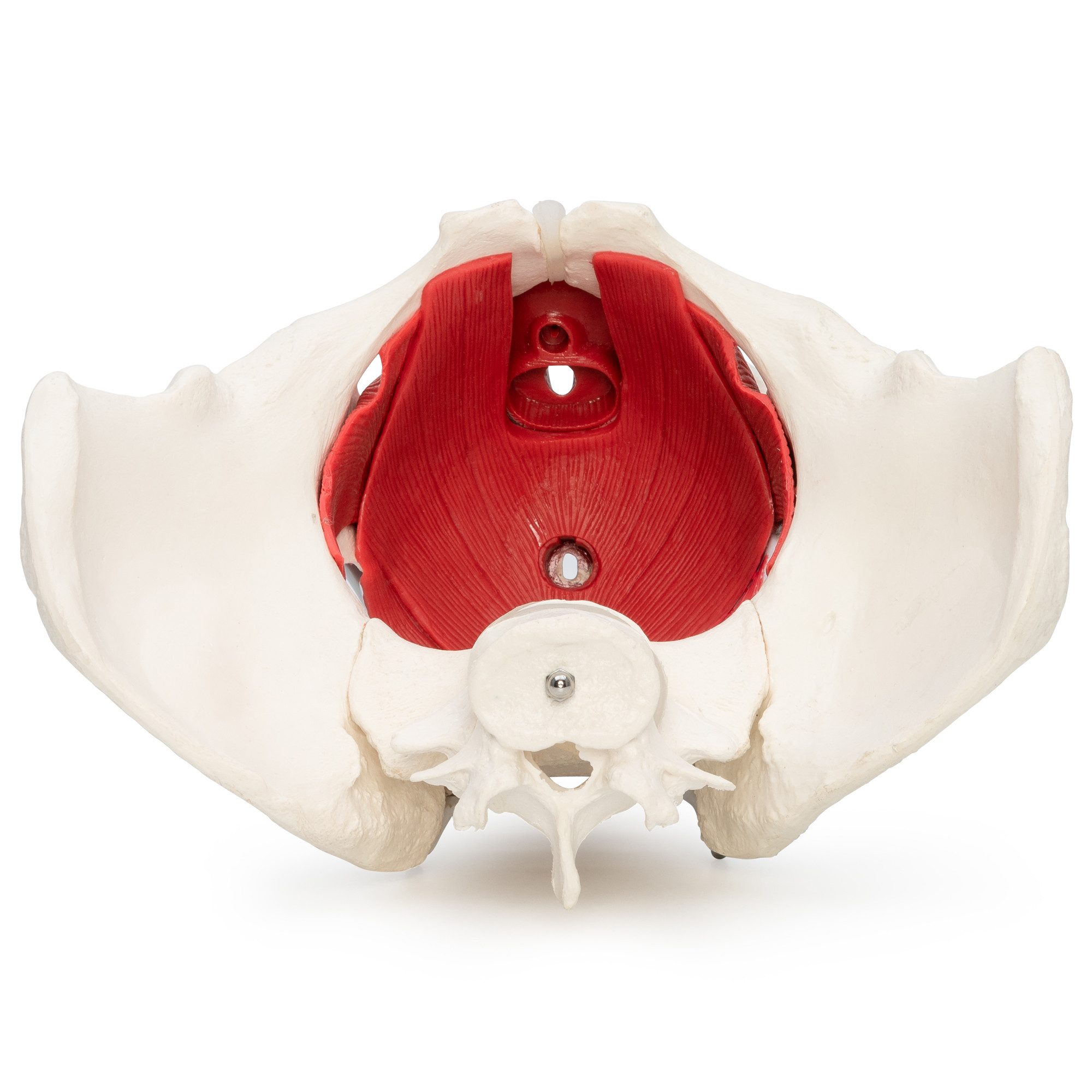 Cranstein Scientific Dekoobjekt Weibliches Becken Anatomie Modell lebensgroß 6 teilig Organe Muskeln