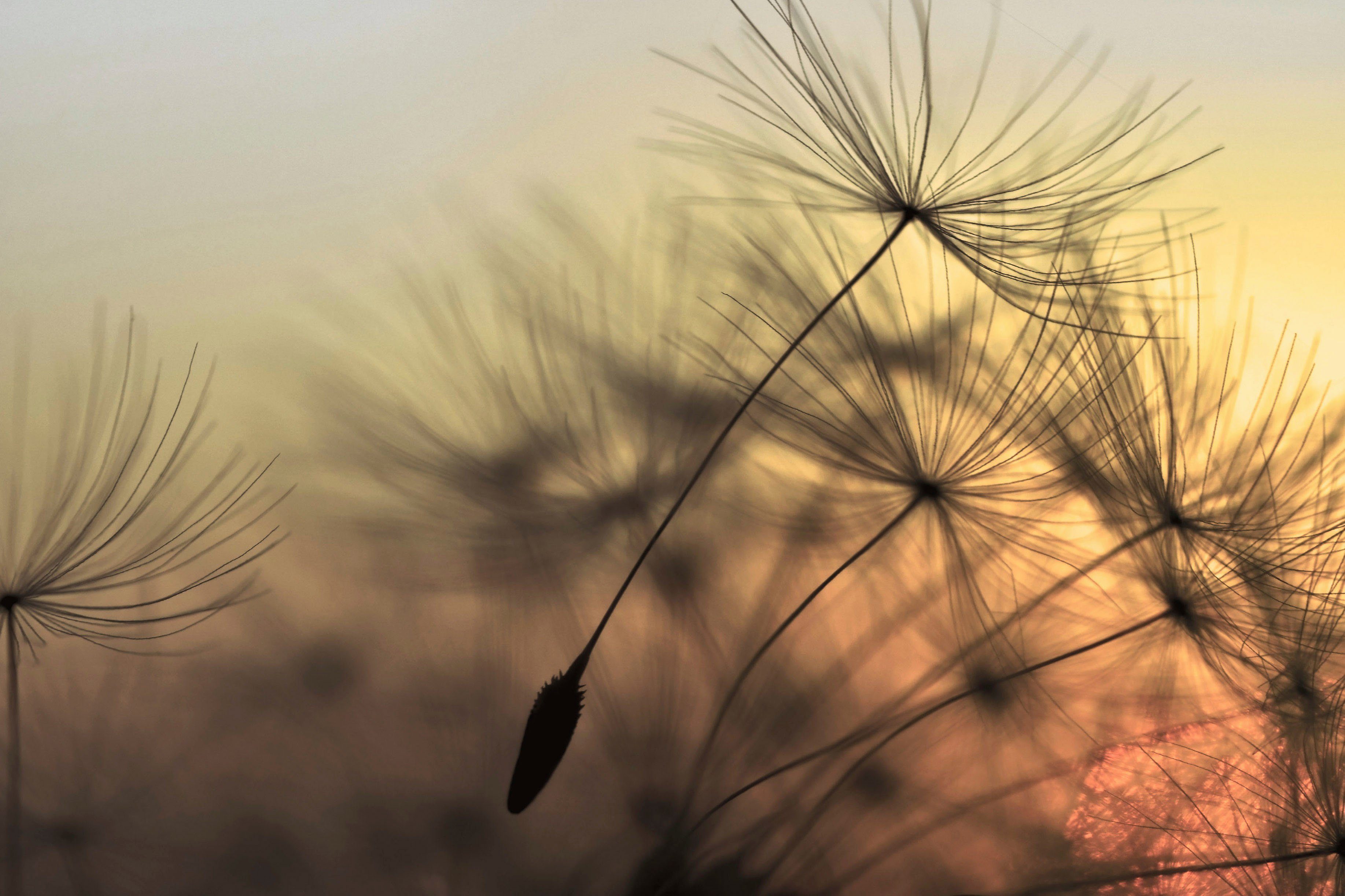 Pusteblume Flying Leinwandbild orange, Keilrahmen St), (1 Création gelb, Dandelion, A.S. schwarz