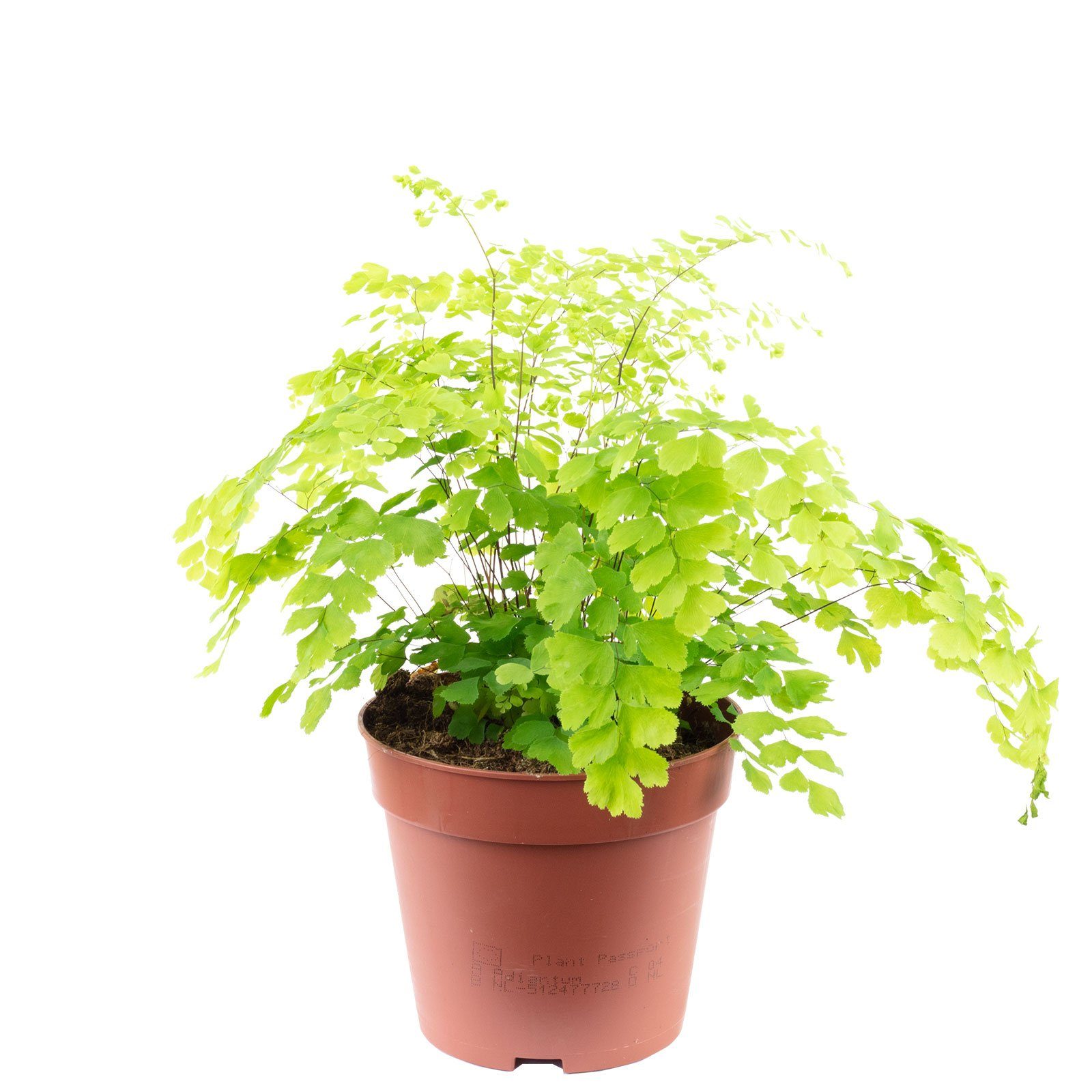 Flowerbox Blumentopf bepflanzt mit Zimmerpflanze Frauenhaarfarn
