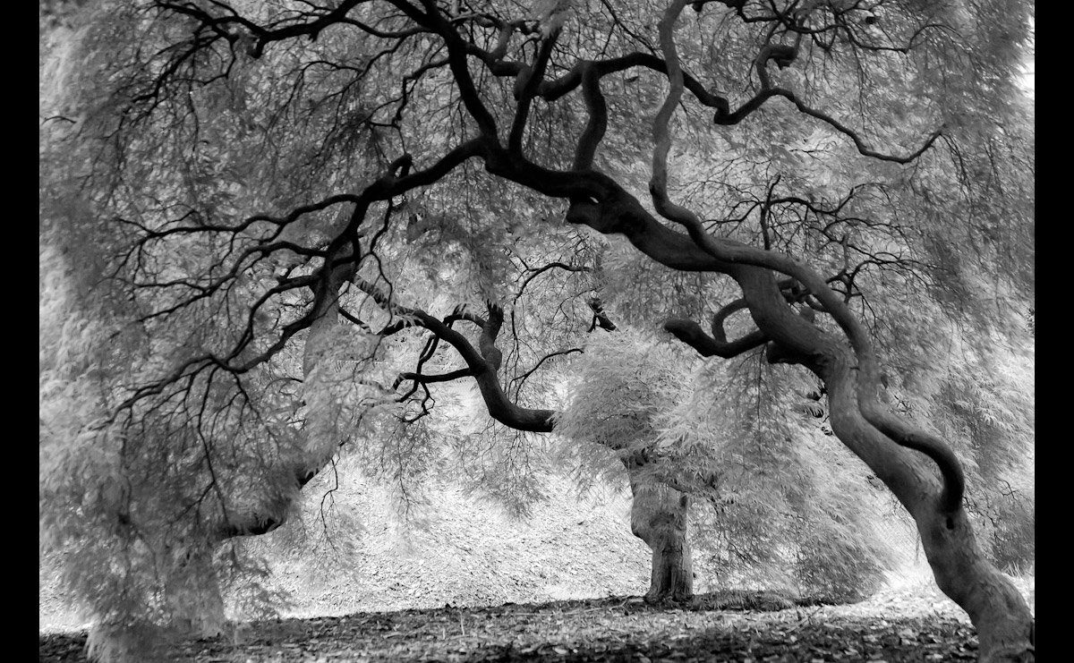 Papermoon Fototapete Mystic Trees & White Black