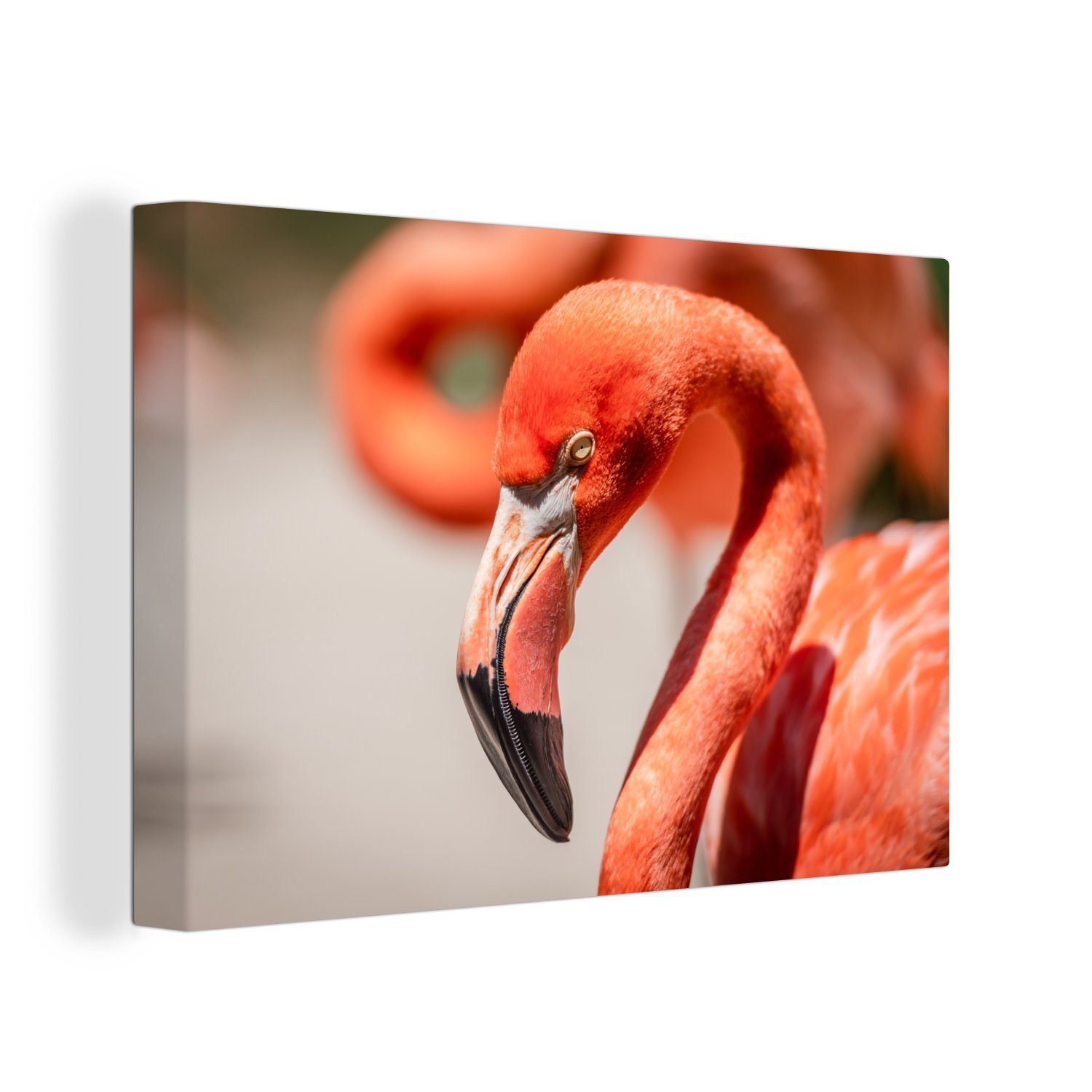 OneMillionCanvasses® Leinwandbild Nahaufnahme eines ruhenden rosa Flamingos, (1 St), Wandbild Leinwandbilder, Aufhängefertig, Wanddeko, 30x20 cm
