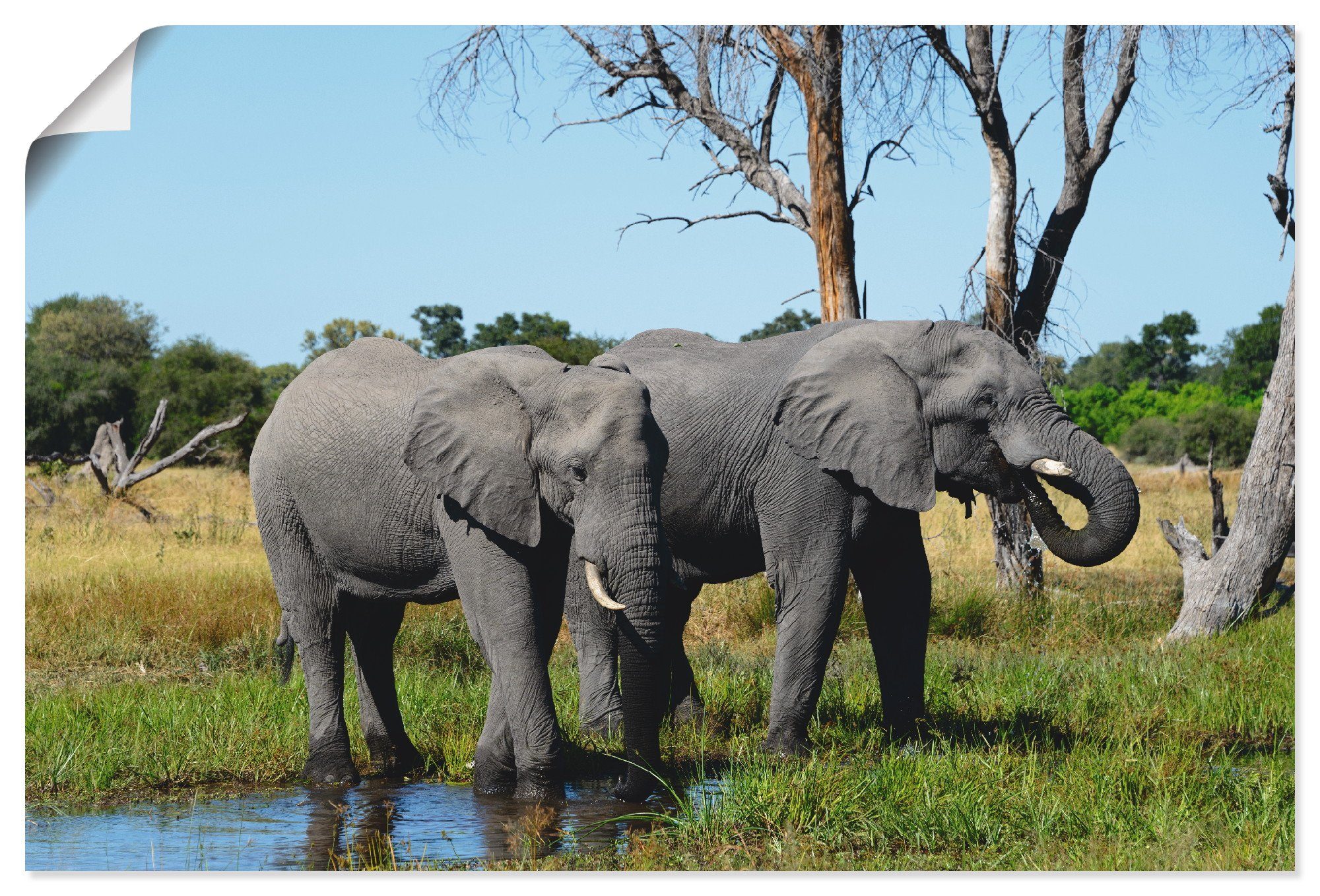 Wandaufkleber St), oder in Poster (1 Artland Alubild, Wandbild versch. als Afrikanische Elefanten, Leinwandbild, Wildtiere Größen