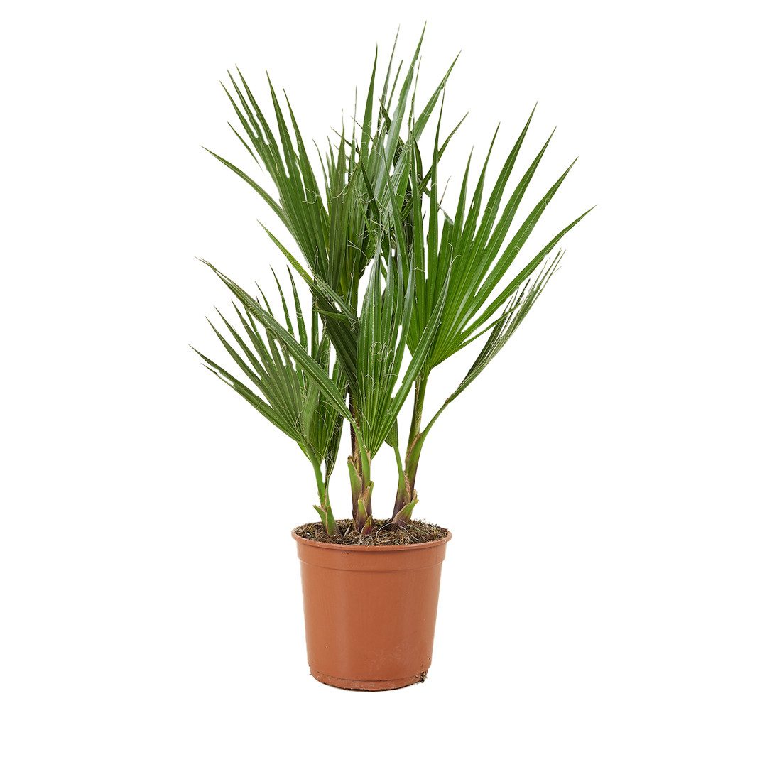 Bloomique Kübelpflanzen Washingtonia Robusta - Mexikanische Fächerpalme - Palme - Winterharte, 1 St.
