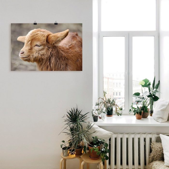 Artland Wandbild Kleine Ziege Haustiere (1 St) als Leinwandbild Wandaufkleber oder Poster in versch. Größen
