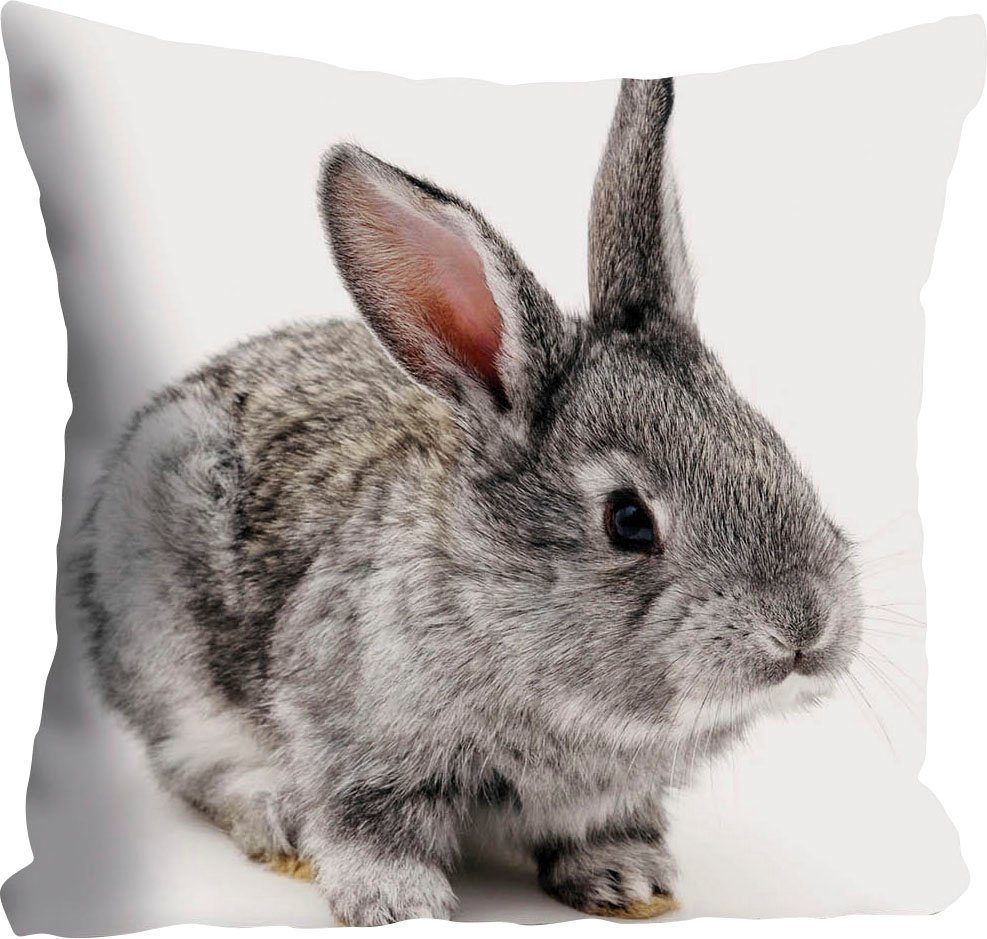 queence Dekokissen Noel, Kissenhülle,Kaninchen,Tiermotiv,Niedlich,Verspielt,Naturmotiv. € 27,46