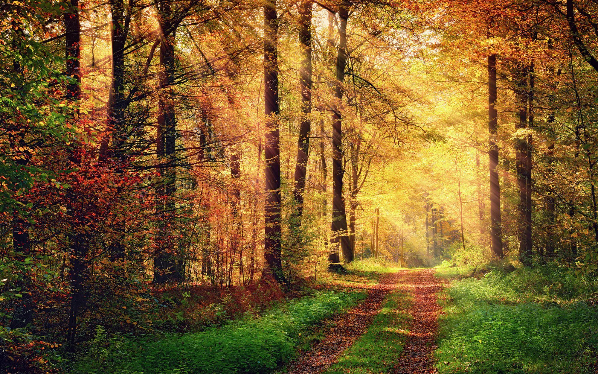 KUNSTLOFT Vliestapete Autumn Forest 2, leicht glänzend, lichtbeständige Design Tapete