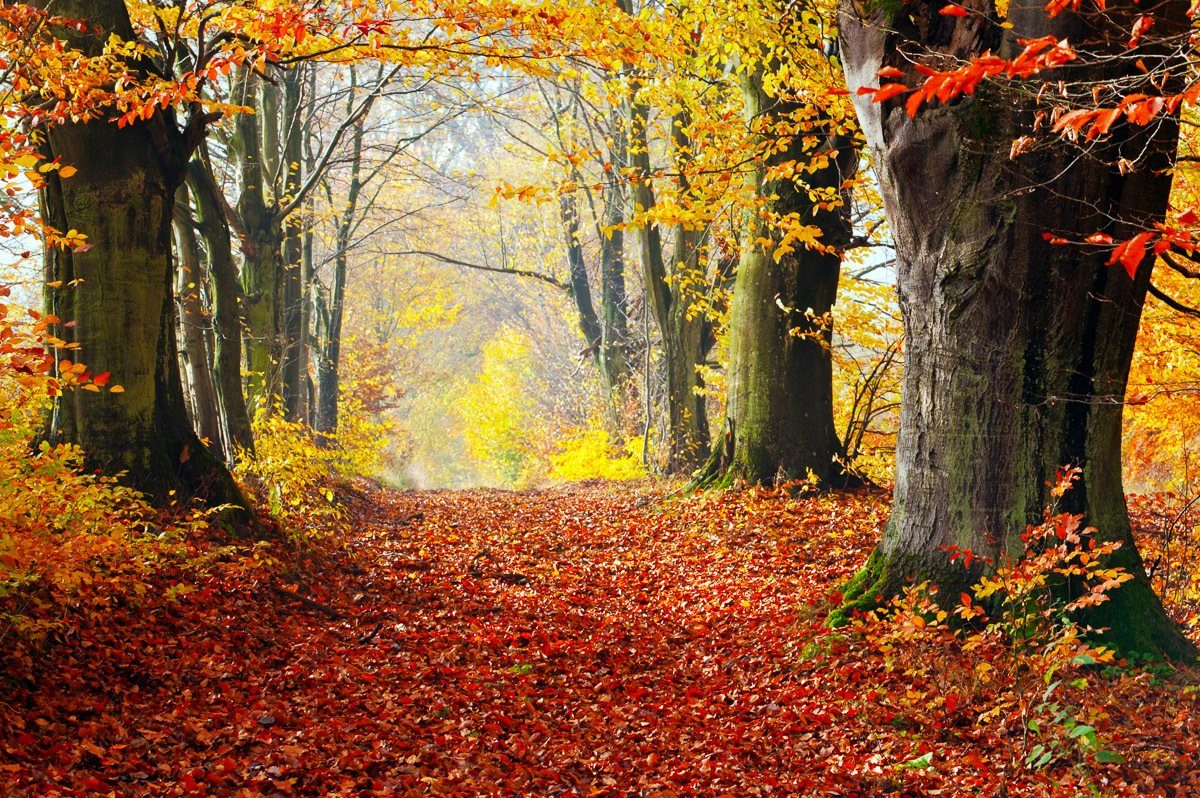 Papermoon Fototapete Mystischer Herbstpfad