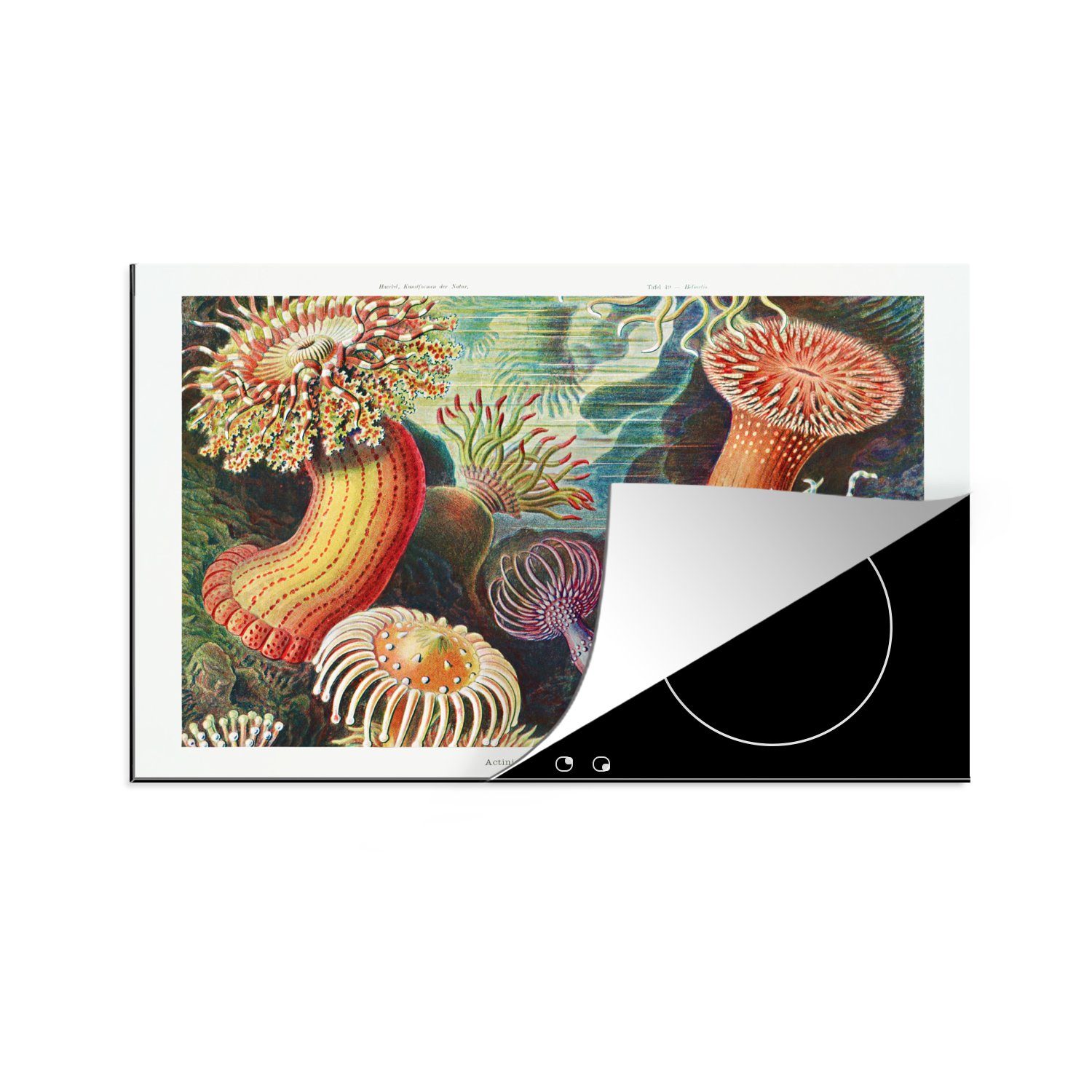 Schutz Natur Anemone Retro küche, tlg), für MuchoWow Vinyl, die Haeckel Herdblende-/Abdeckplatte - - cm, Ernst Meer, 80x52 - (1 Pflanzen Induktionskochfeld Ceranfeldabdeckung - -