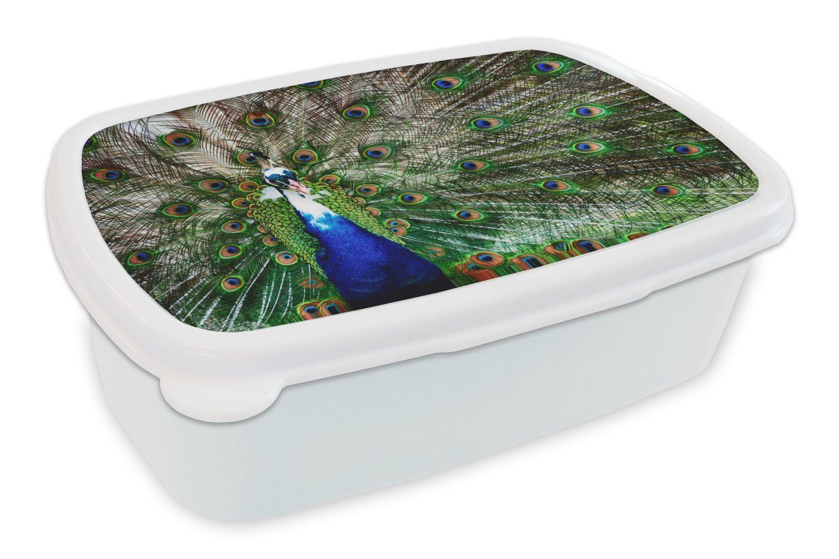 MuchoWow Lunchbox Pfau - Federn - Weiß - Blau, Kunststoff, (2-tlg), Brotbox für Kinder und Erwachsene, Brotdose, für Jungs und Mädchen