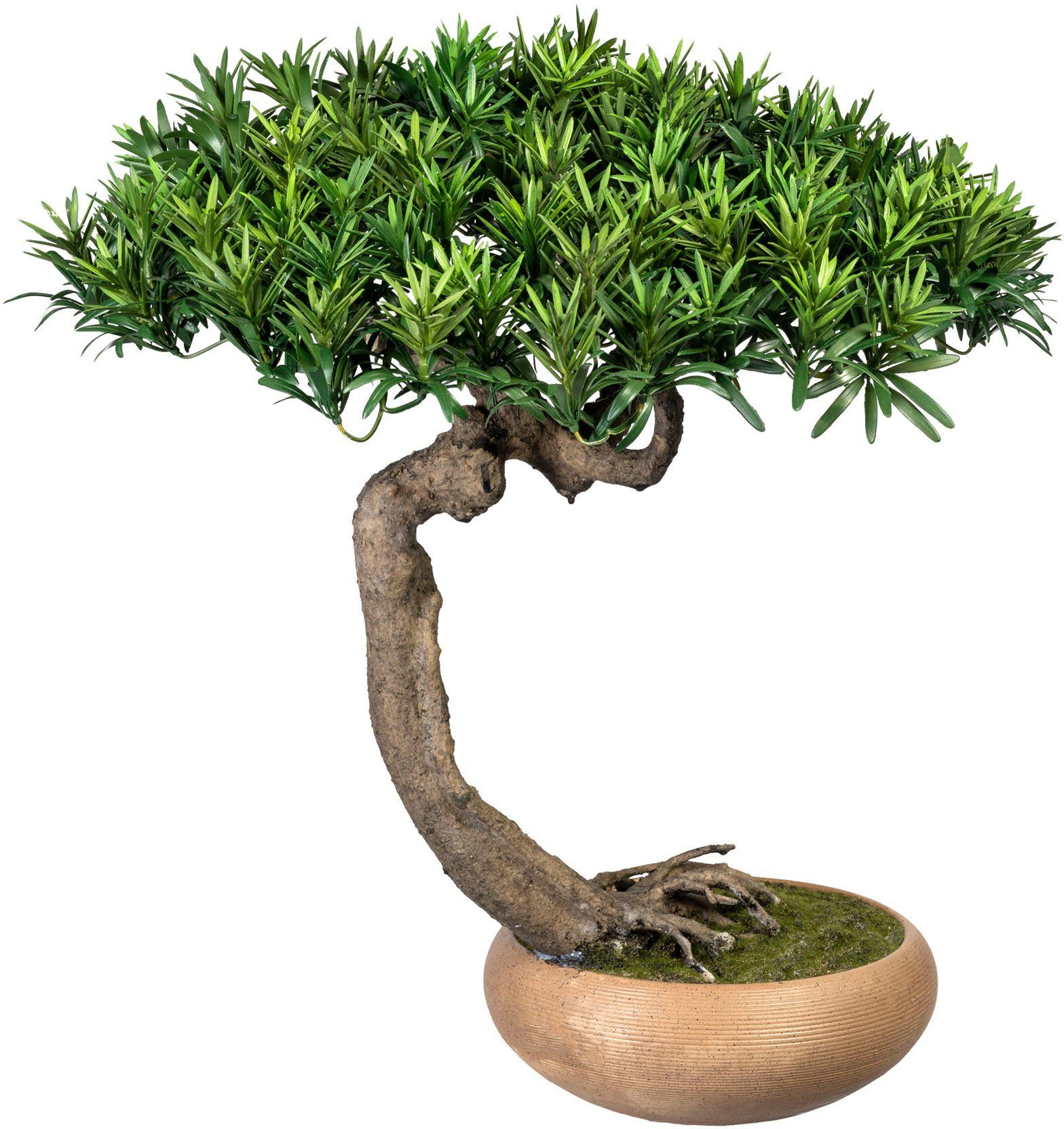 Creativ Bonsai Bonsai in Podocarpus Kunstbonsai Shankan, Höhe green, Keramikschale 60 Shankan Podocarpus cm,