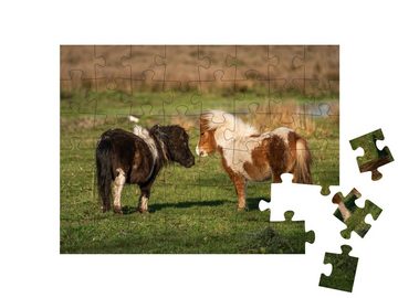 puzzleYOU Puzzle Shetlandponys auf der Weide, Niederlande, 48 Puzzleteile, puzzleYOU-Kollektionen Pferde, Shetlandpony