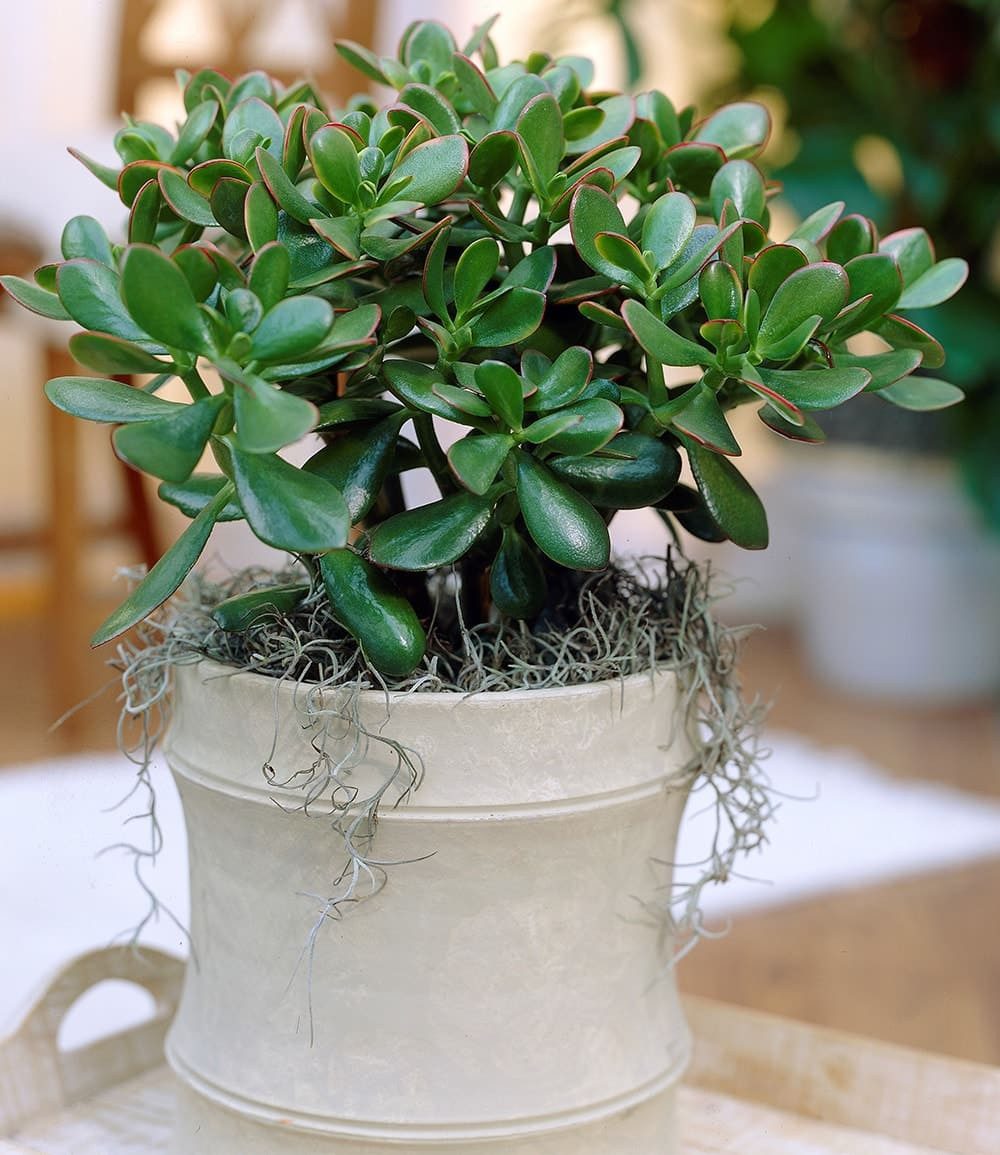 BALDUR Garten Zimmerpflanze Geldbaum Crassula, 1 St., Dickblattgewächs, pflegeleicht