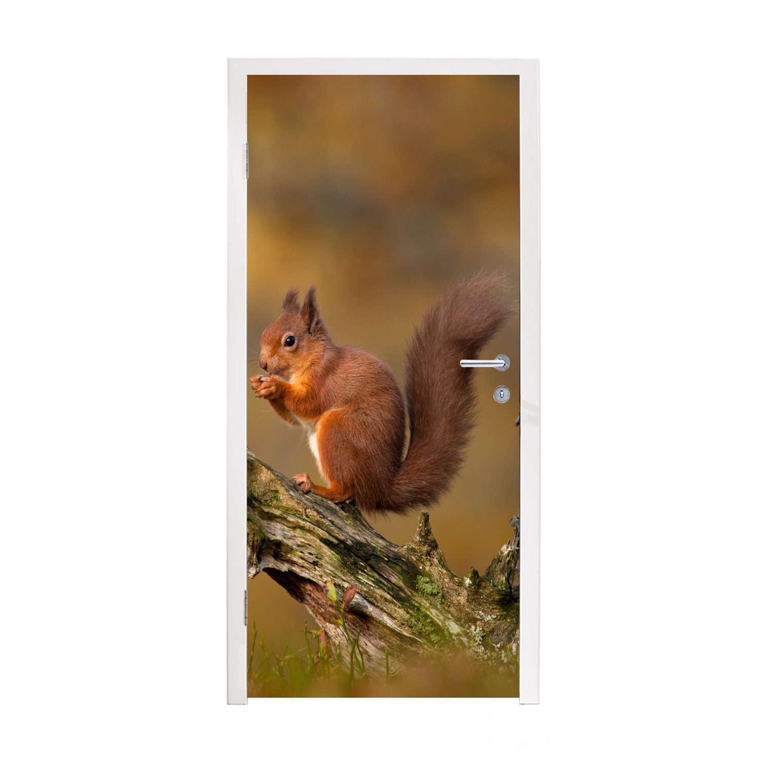 MuchoWow Türtapete Eichhörnchen - Baumstamm - Wald, Matt, bedruckt, (1 St), Fototapete für Tür, Türaufkleber, 75x205 cm