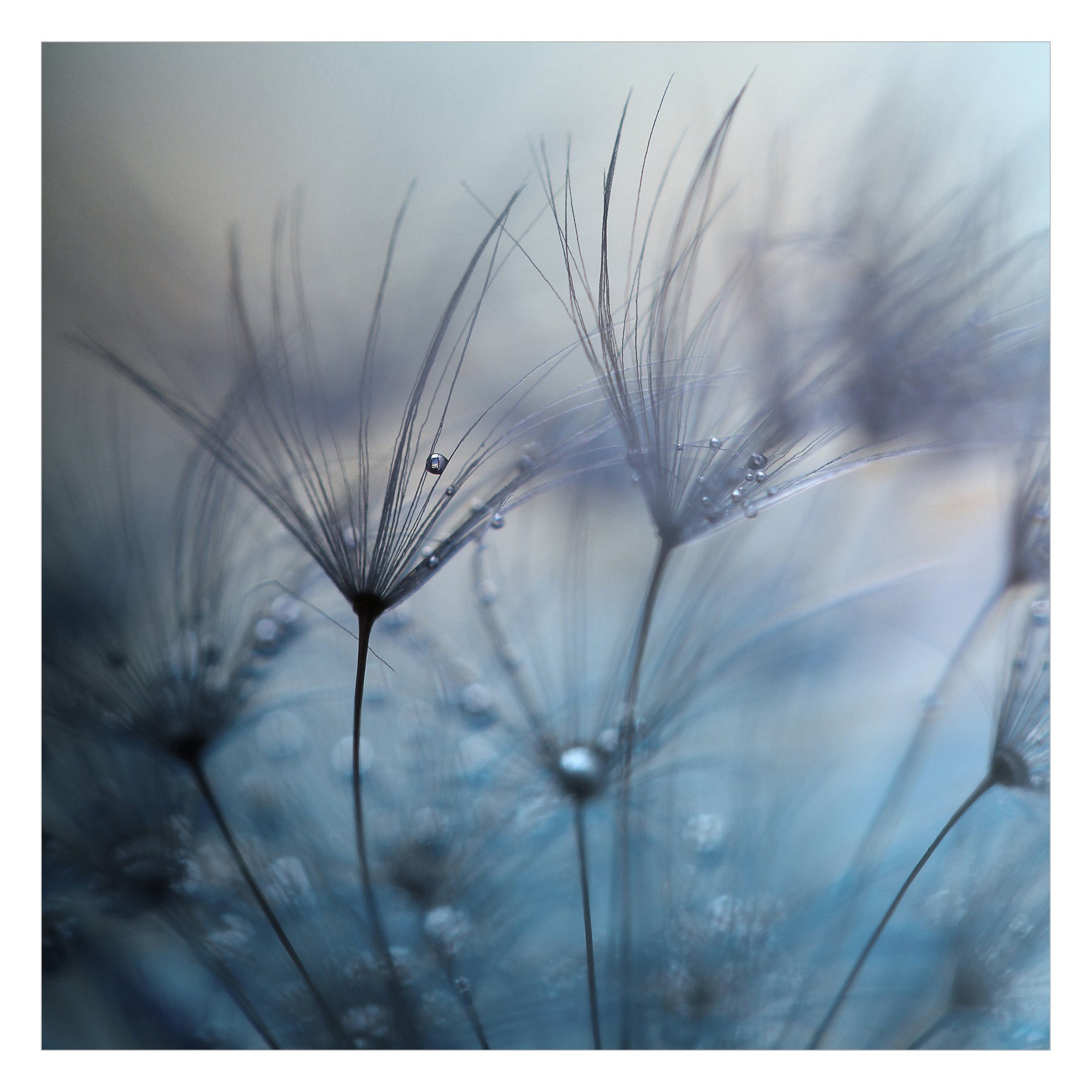 Bilderdepot24 Fototapete Blumen Blaue Federn Regen günstig online kaufen
