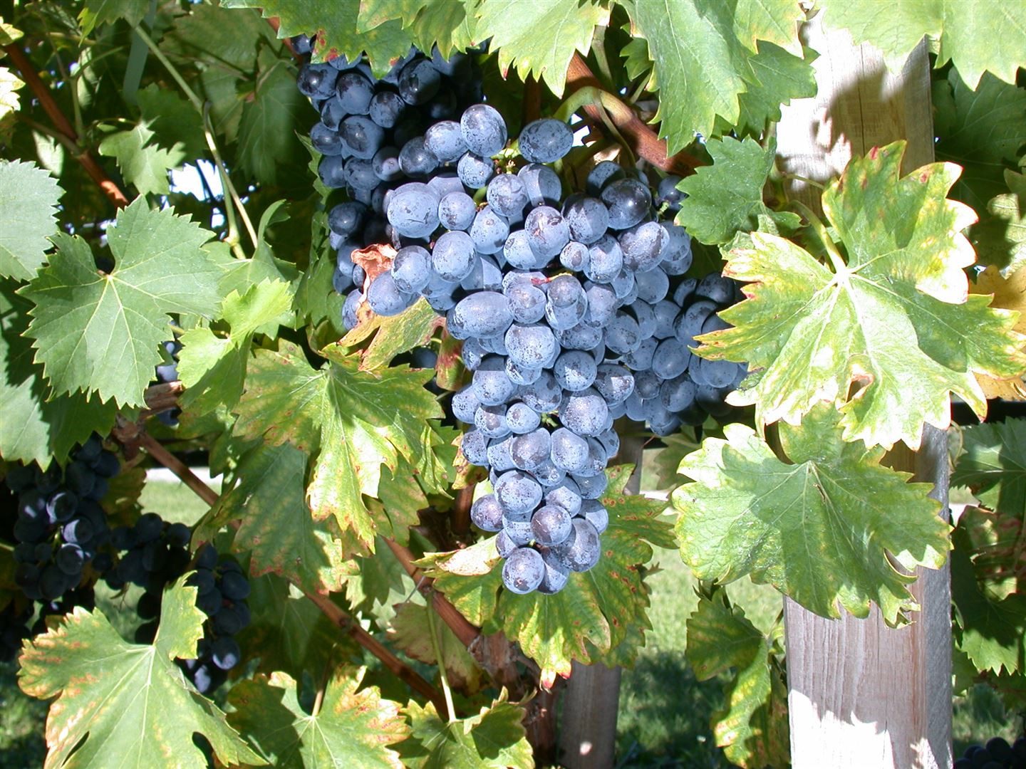 Pflanzen für Dich Obstpflanze Vitis vinifera Nero, 1 St., Weinrebe, Tafeltraube, dunkelblau, pilzresistent