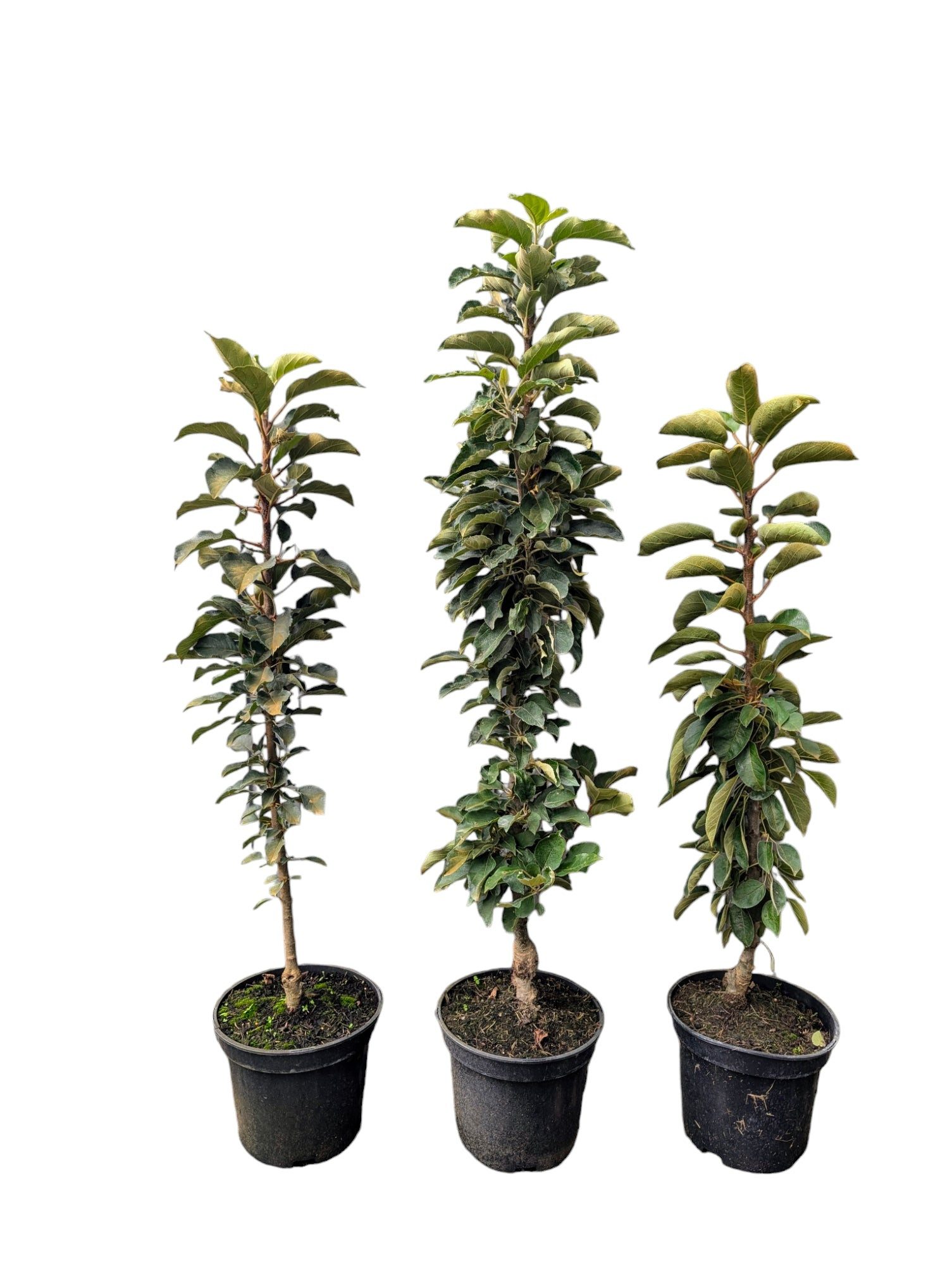 AMO Baumschulen Obstpflanze Säulenapfel „Blue Moon“ – platzsparender Apfelbaum für Balkon, Terrass – Bild 3 von 3
