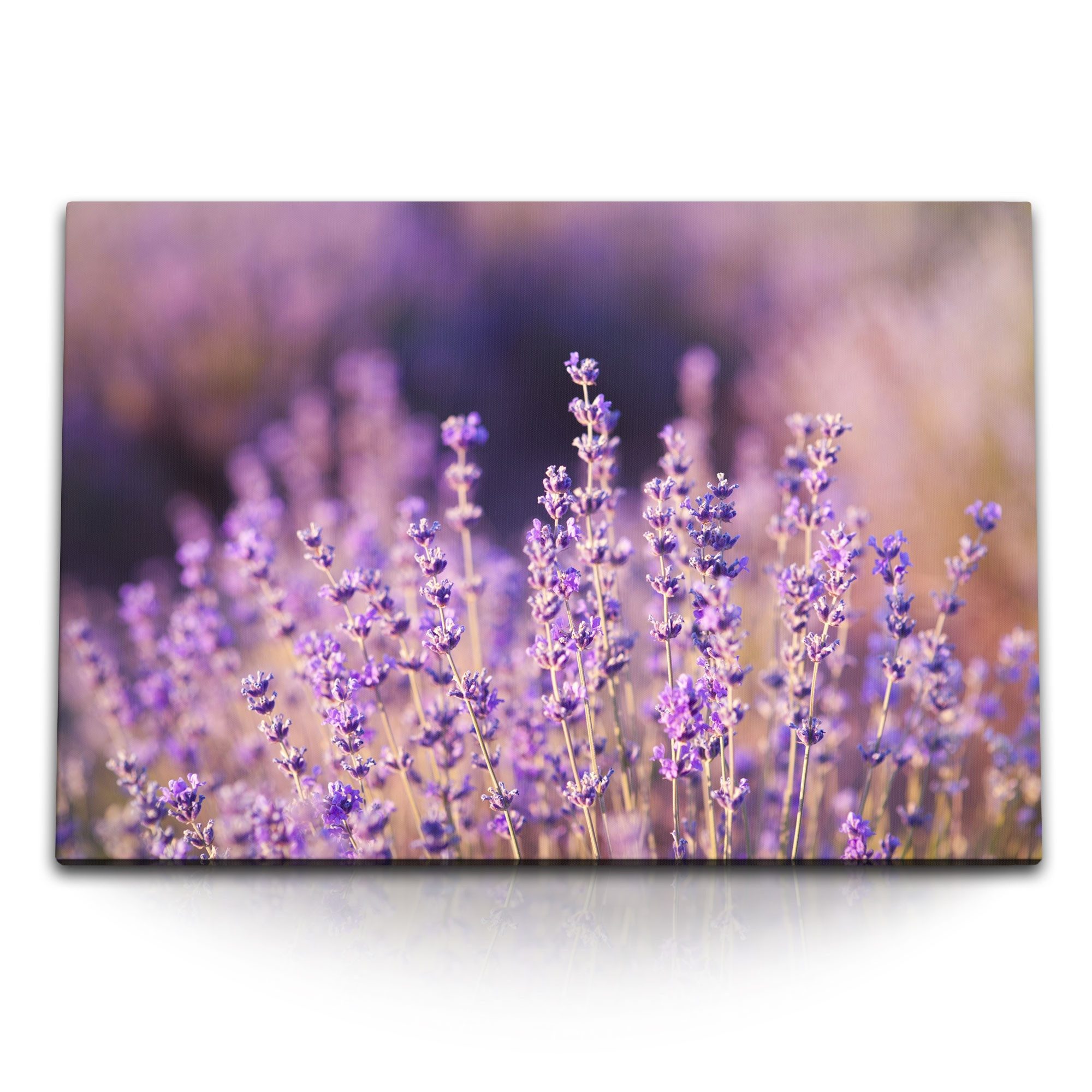 Sinus Art Leinwandbild 120x80cm Wandbild auf Leinwand Lavendel Lila Blumen Sommer Wildblumen, (1 St)