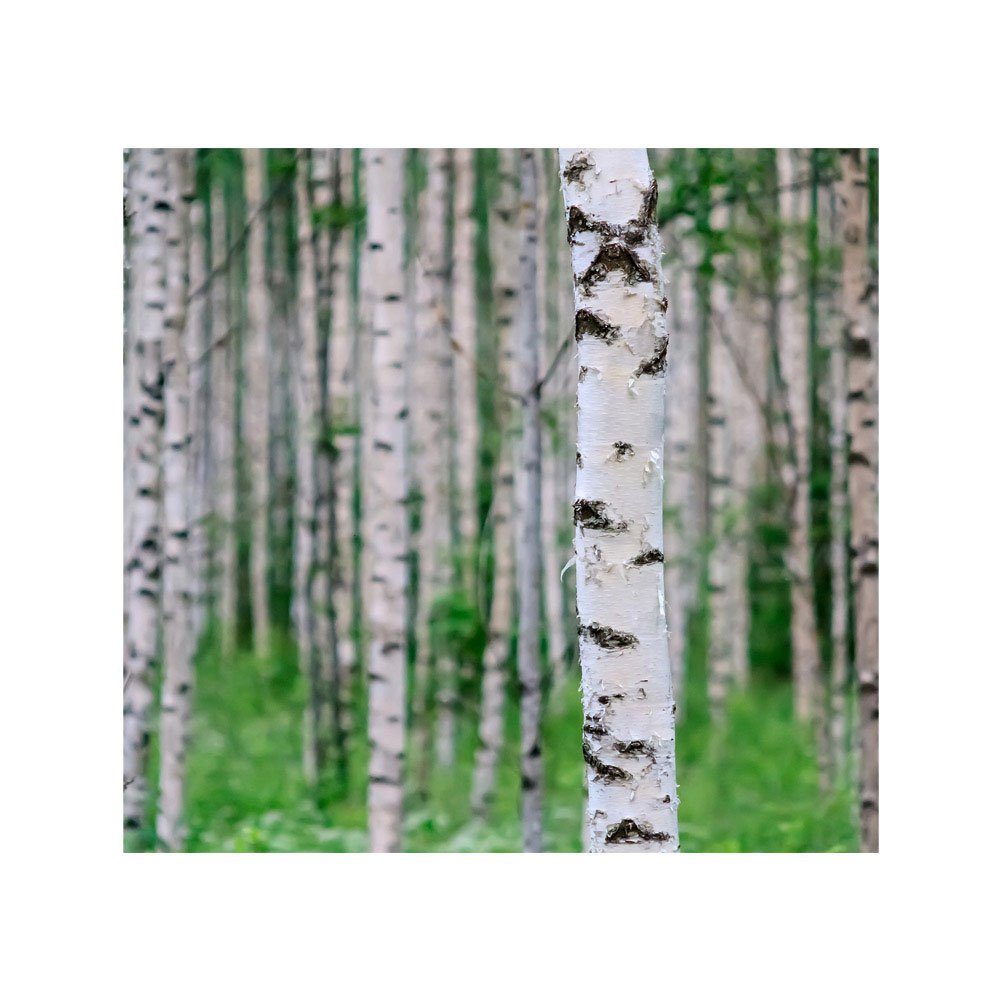 no. 81, liwwing liwwing Birke 3D Wald Wald Fototapete perspektive Fototapete Stämme Birkenwald
