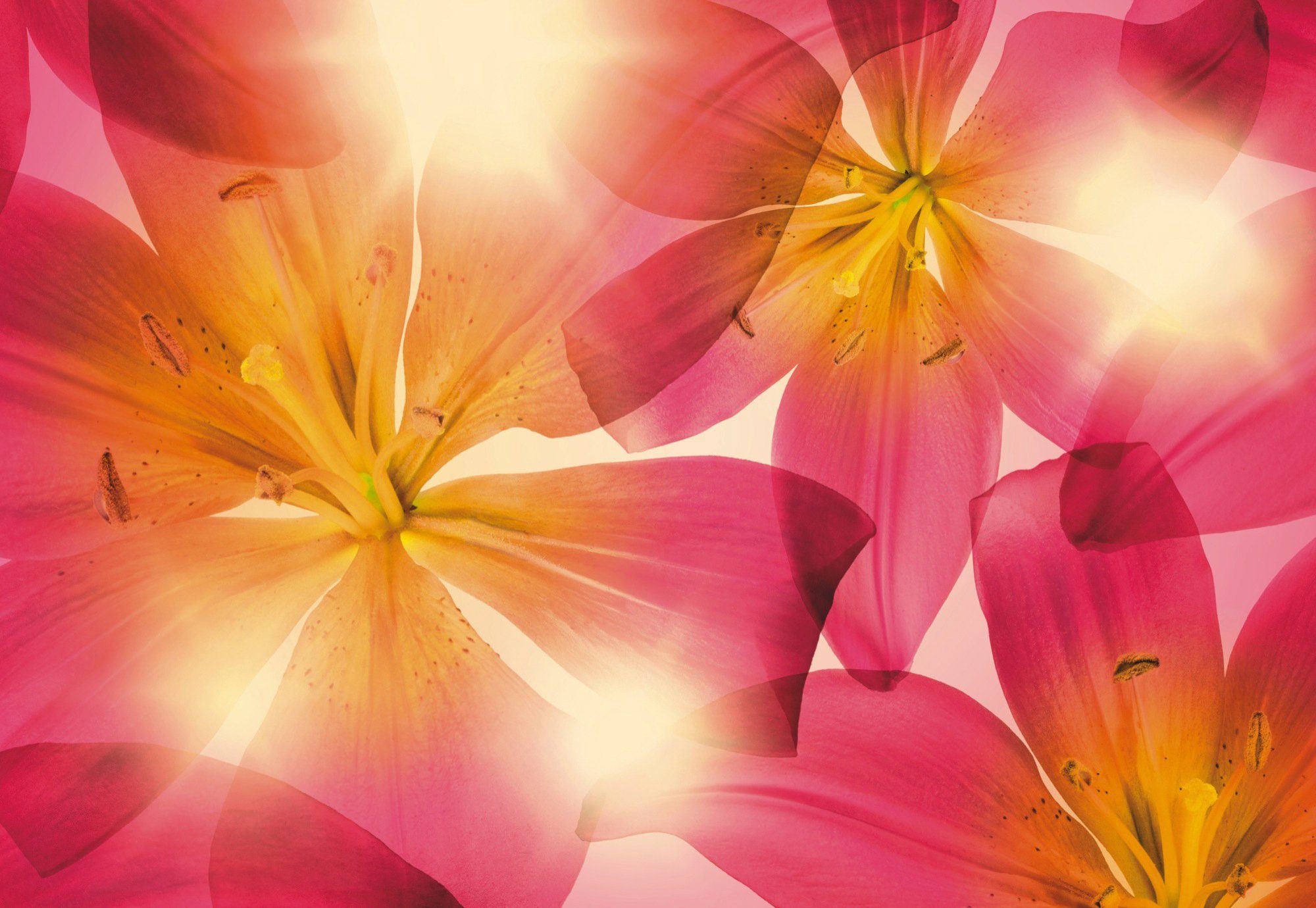 Komar Fototapete Summer Sun - Größe 368 x 254 cm, glatt, bedruckt, Wohnzimmer, Schlafzimmer