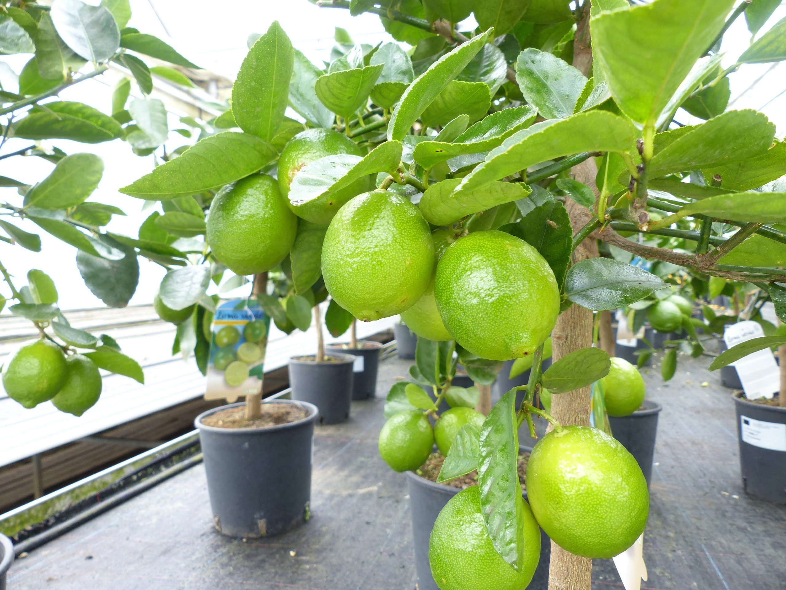 gruenwaren jakubik Zitronenbaum echte Caipi Limette Caipirinha Limettenbaum Citrus Lime 70 - 90 cm – Bild 4 von 5