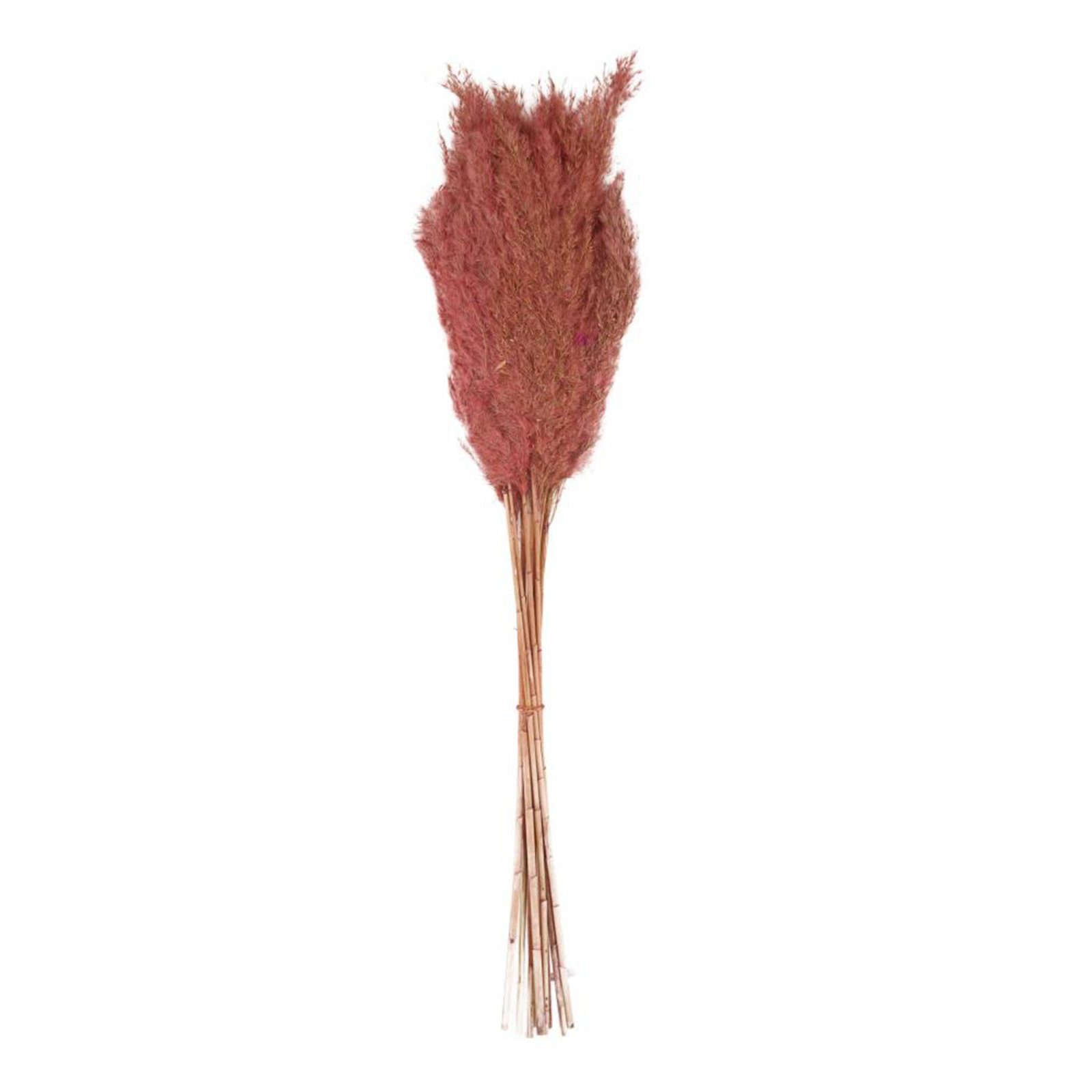 Trockenblume Pfahlrohr rosa - Wild reed plume - Arundo donax - 75 cm - 10 Stück, DIJK