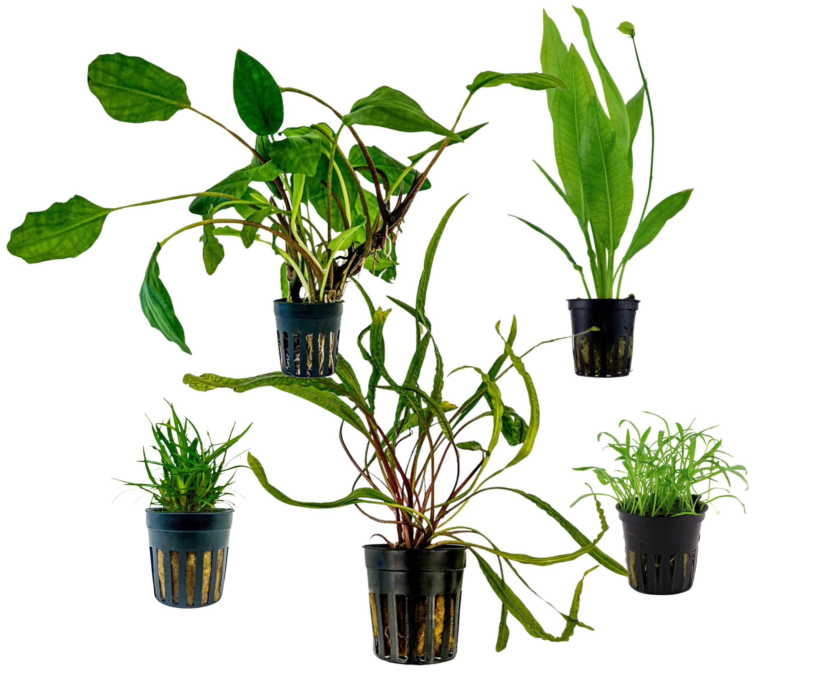 Dehner Wasserpflanze Aquarienpflanzen Set, 5-teilig, Einsteiger 211, je ca. 3-20 cm, robuste Wasserpflanzen für Süßwasser Aquarien