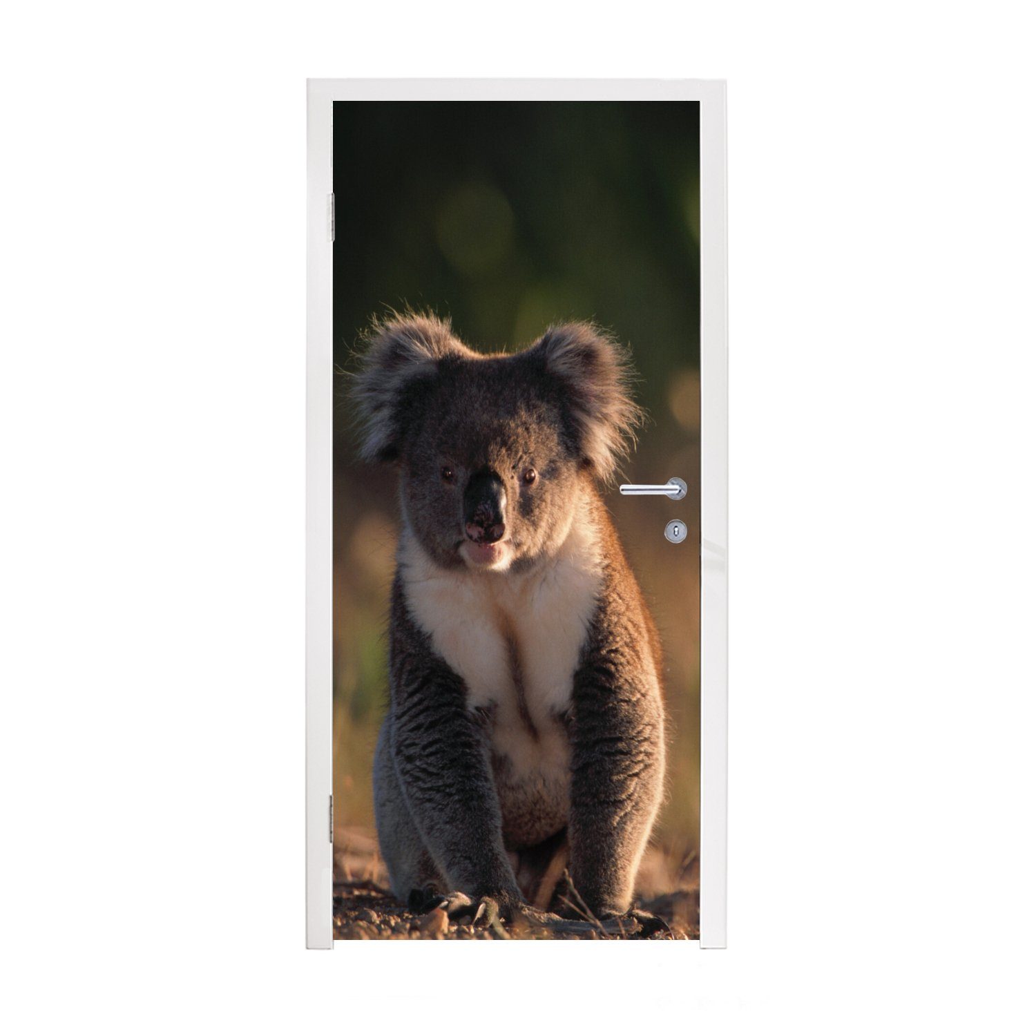 Tier Koala (1 Türtapete - Kinder Matt, - St), Türaufkleber, MuchoWow - - cm für Mädchen, - Tür, bedruckt, Jungen Sonne 75x205 Fototapete
