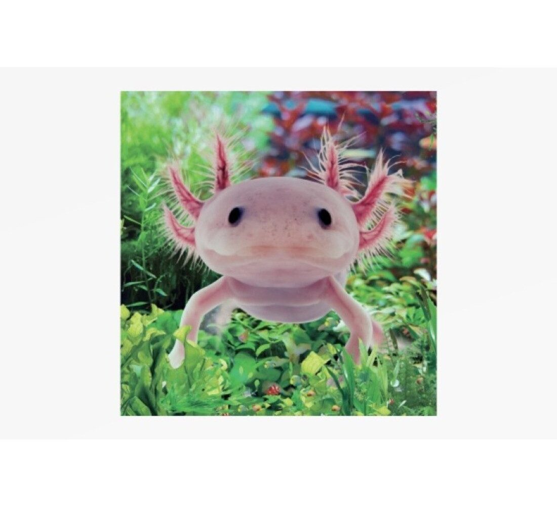 Teddys Rothenburg Kuscheltier Plüschkissen Axolotl 35 x 35 cm Foto Tierkissen