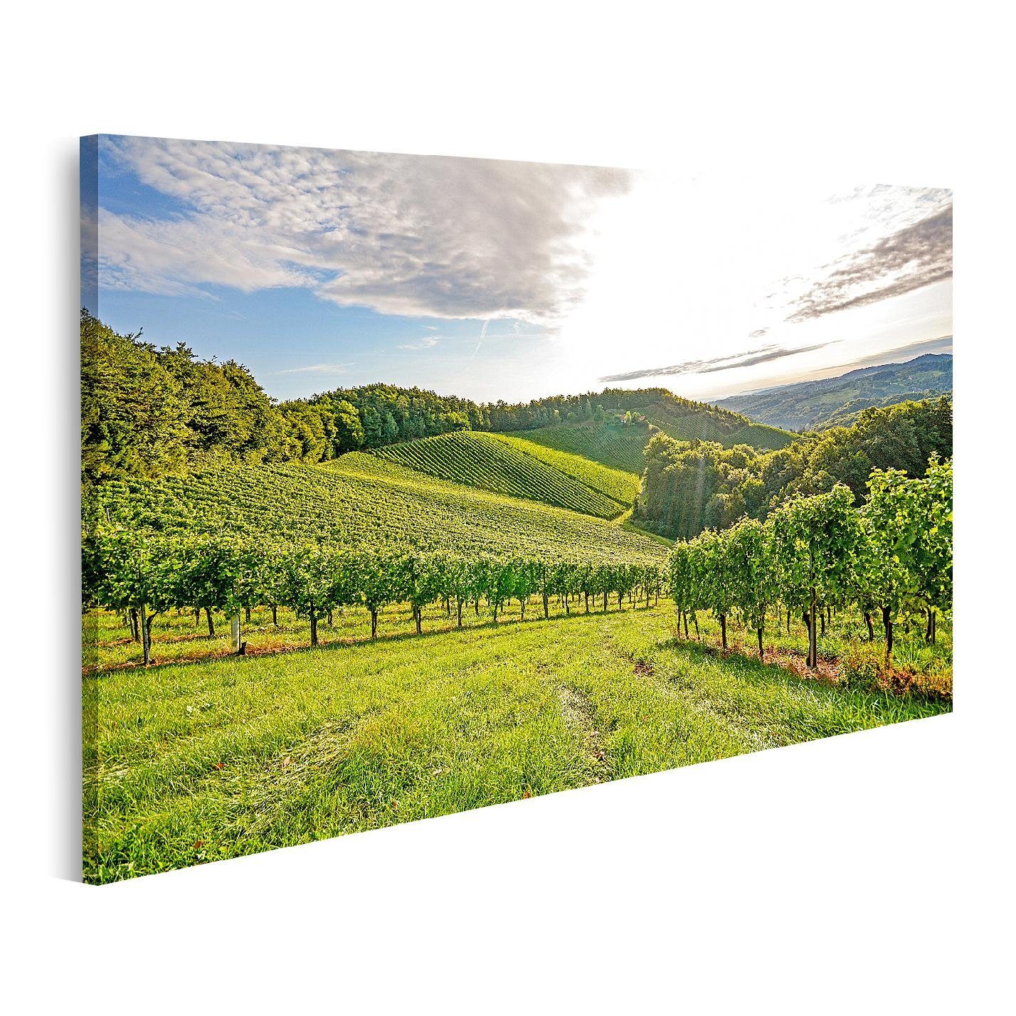 Leinwandbild Bild auf Leinwand Reben Weinberg Herbst Weintrauben Ernte Europa Wandb