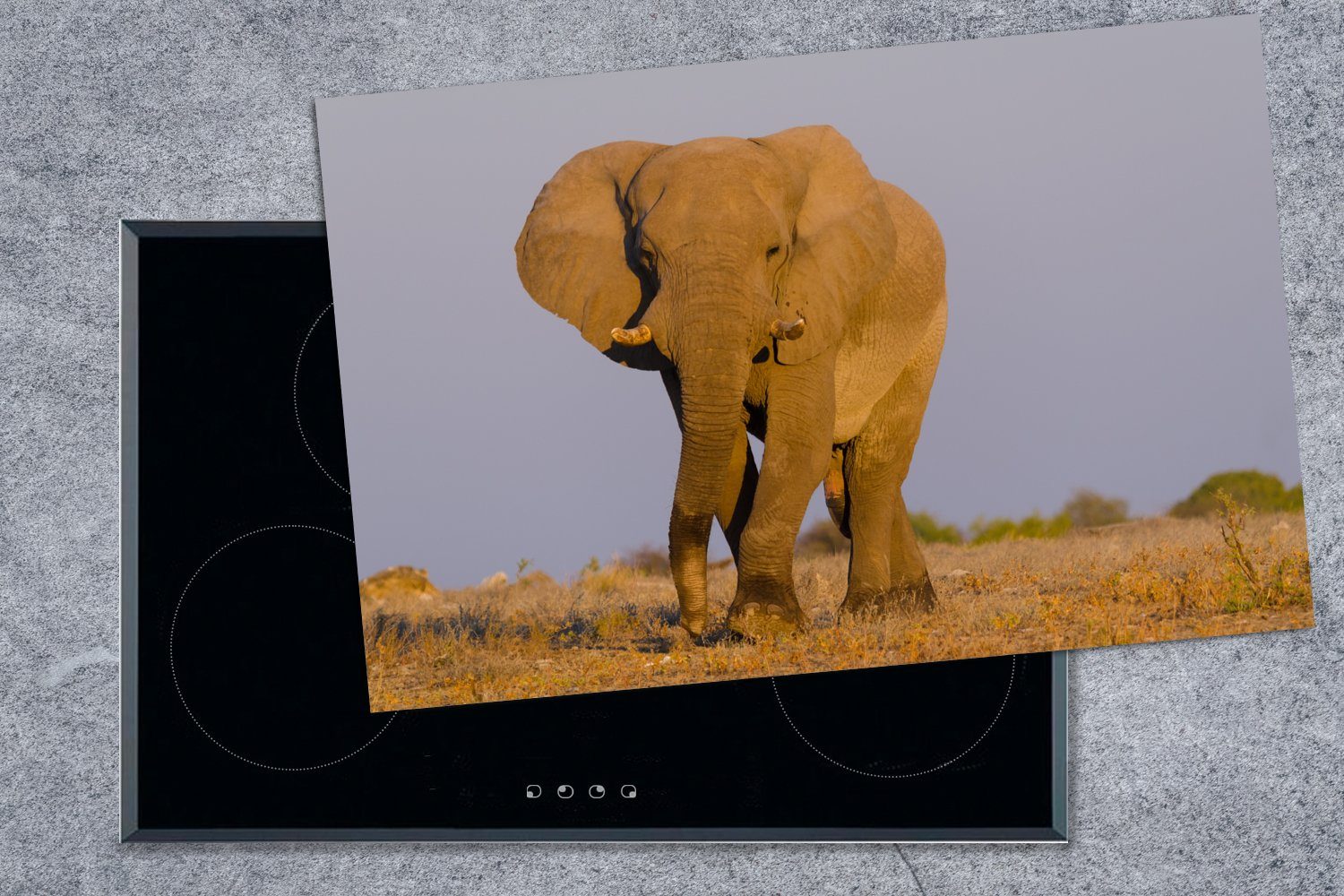 Herdblende-/Abdeckplatte Induktionskochfeld Sand, cm, Ceranfeldabdeckung im 81x52 MuchoWow Elefant die für tlg), (1 küche, Schutz Afrikanischer Vinyl,