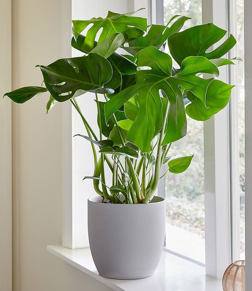 BALDUR Garten Zimmerpflanze Monstera - Fensterblatt, ca. 45-55 cm hoch, 1 St., Zierpflanze, pflegeleicht
