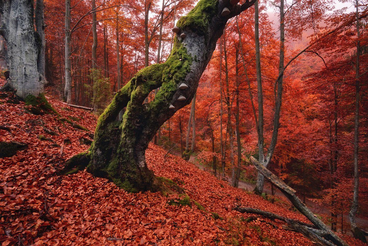 Baum Papermoon Fototapete in Wald